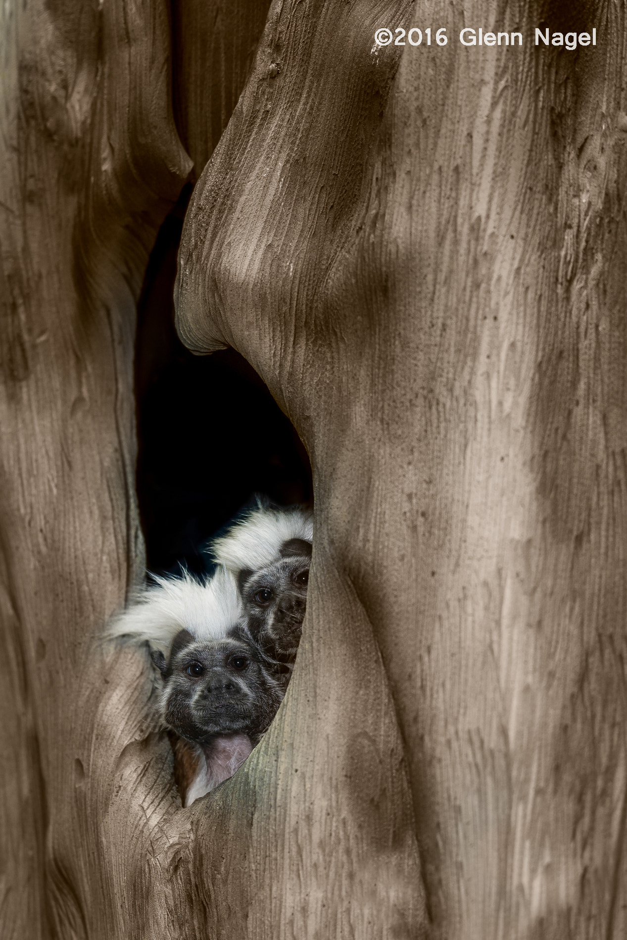 Nikon AF-S Nikkor 200mm F2G ED-IF VR sample photo. Cotton-top tamarins photography