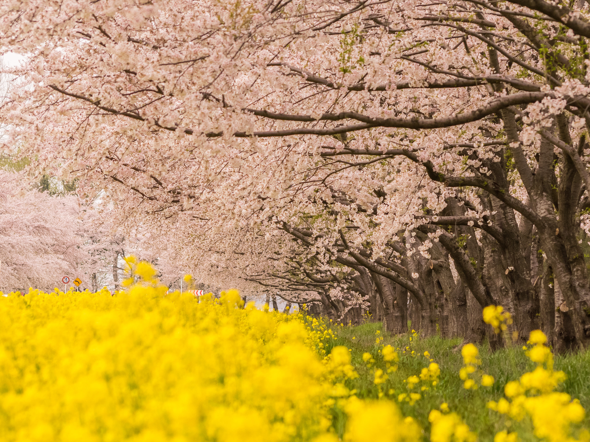 Olympus Zuiko Digital ED 70-300mm F4.0-5.6 sample photo. Spring applause photography