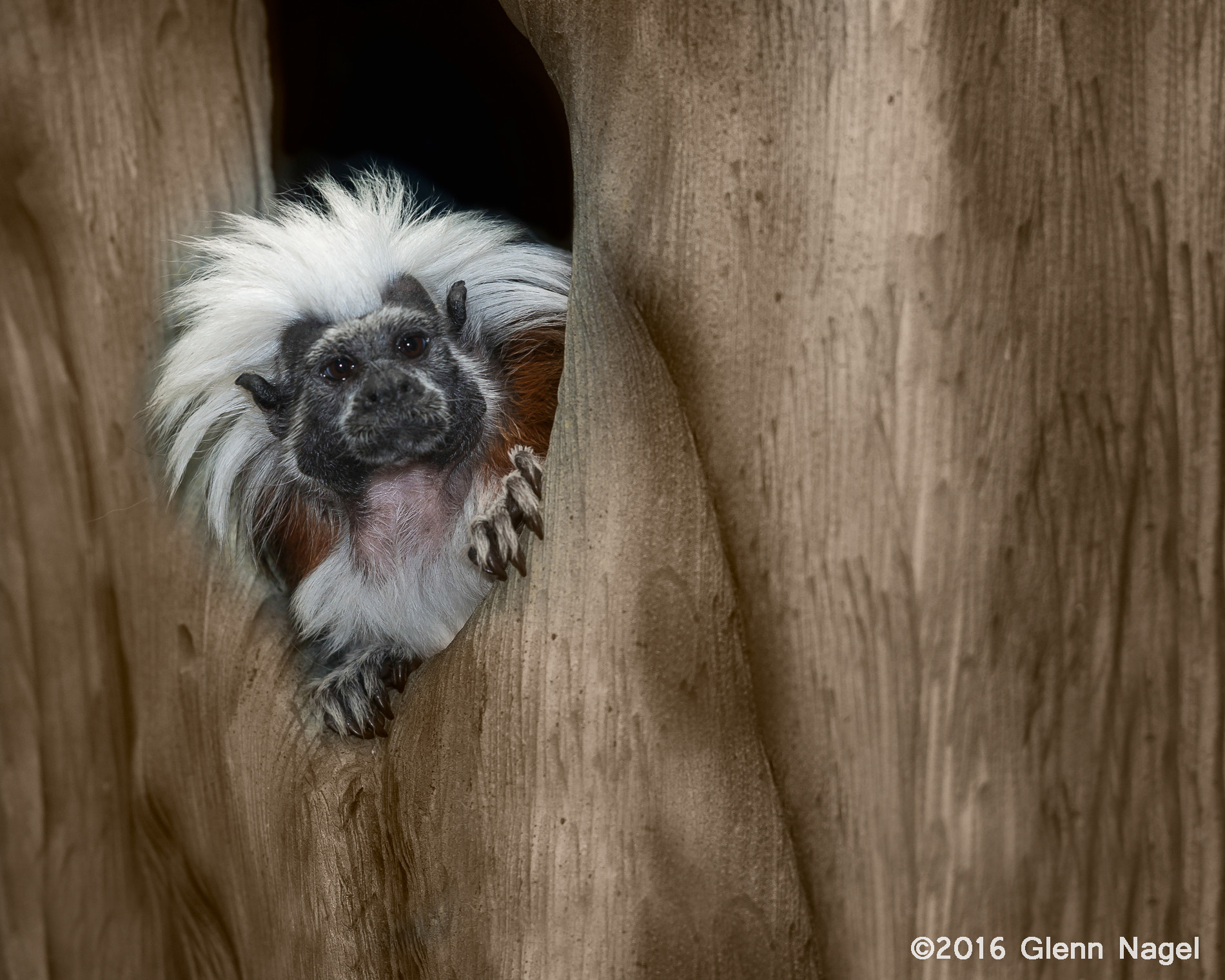 Nikon AF-S Nikkor 200mm F2G ED-IF VR sample photo. Cotton-top tamarin photography