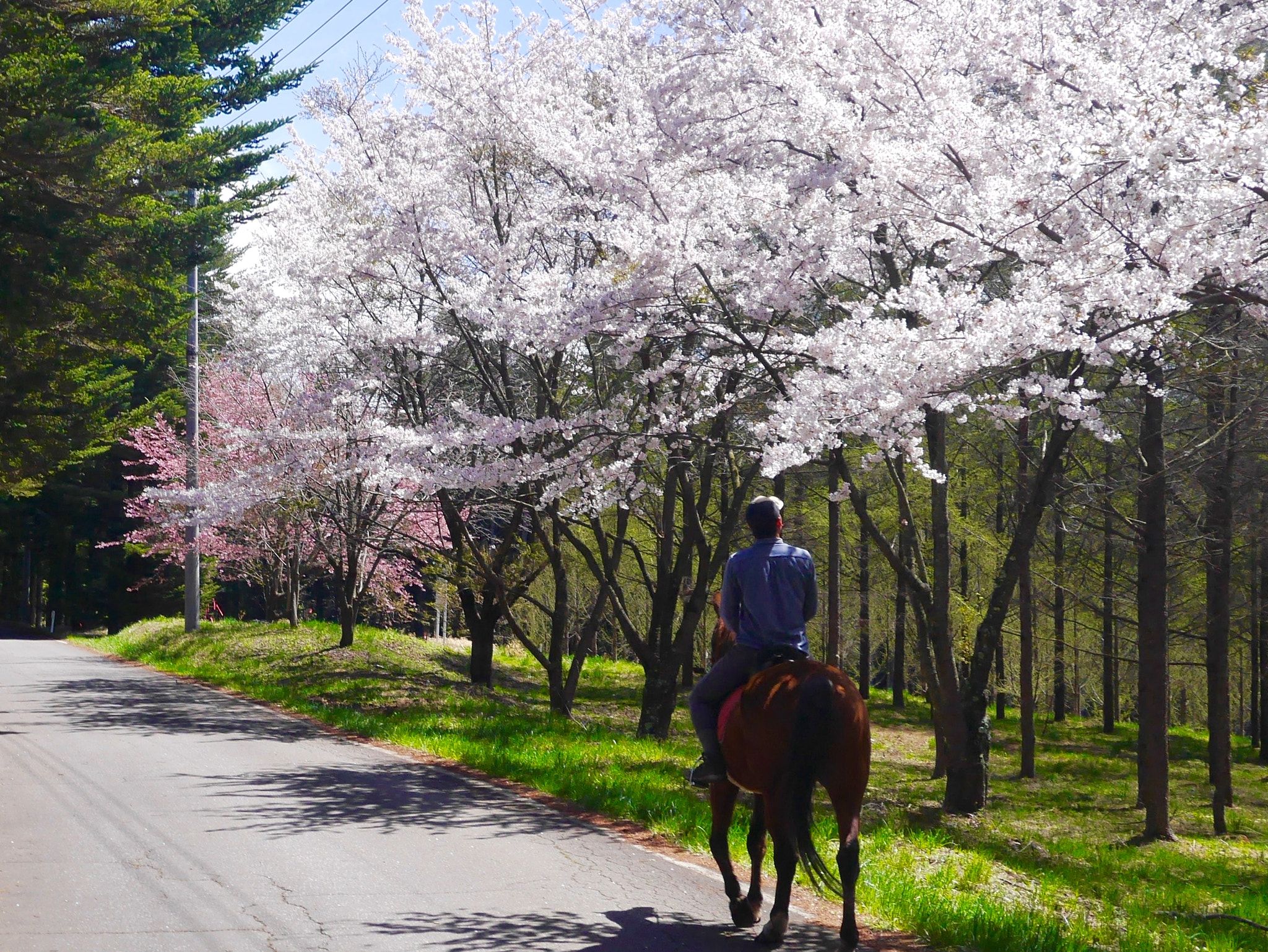 Panasonic Lumix DMC-GF6 + LUMIX G VARIO PZ 14-42/F3.5-5.6 sample photo. Lovely pink flower sakura photography