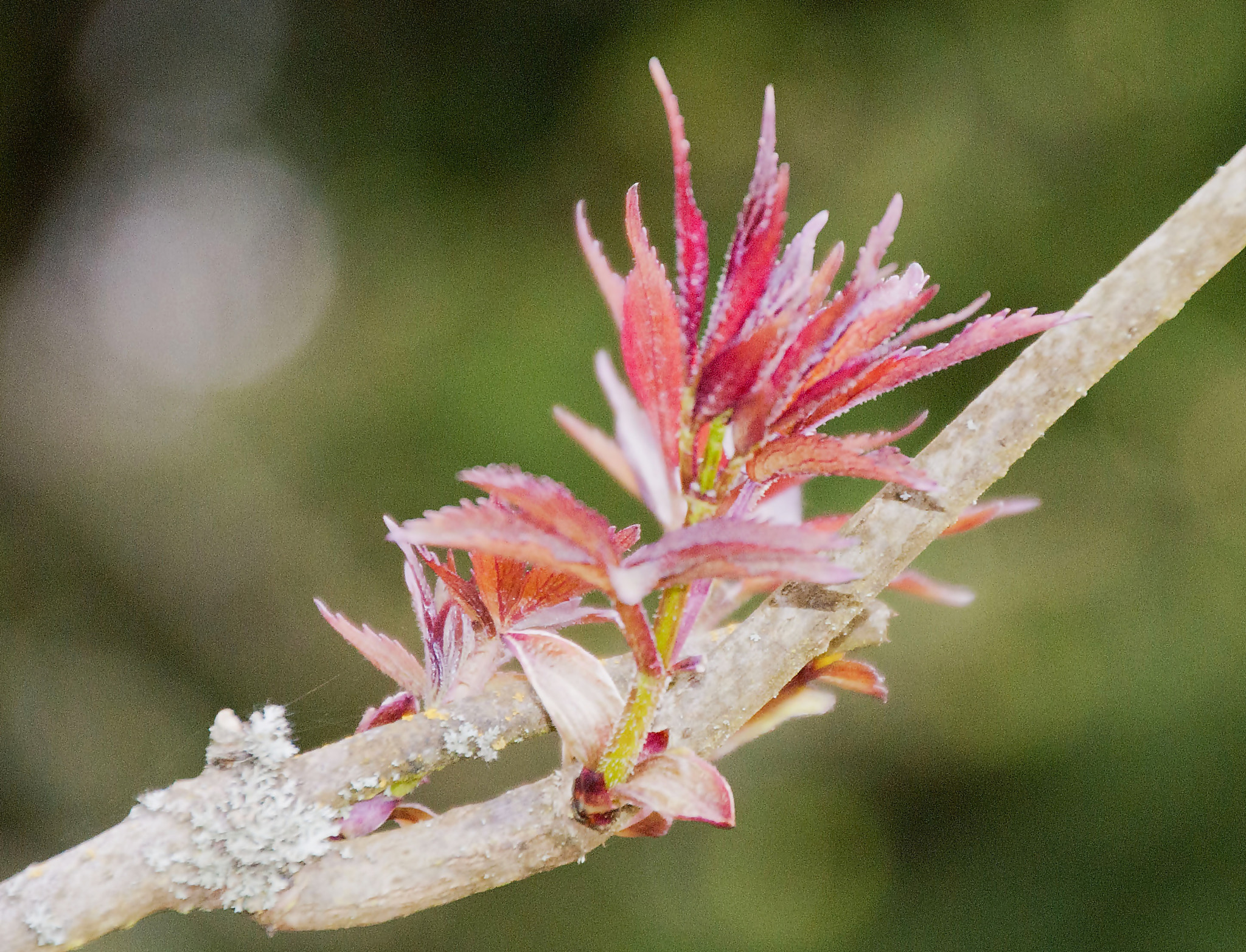 Sony Alpha DSLR-A300 + DT 18-270mm F3.5-6.3 SSM sample photo. Budzimy się photography