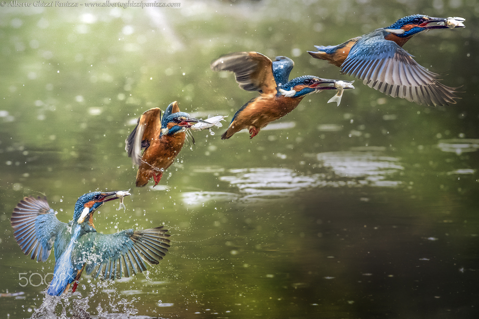 Nikon AF-S Nikkor 70-200mm F4G ED VR sample photo. The perfect fisher photography
