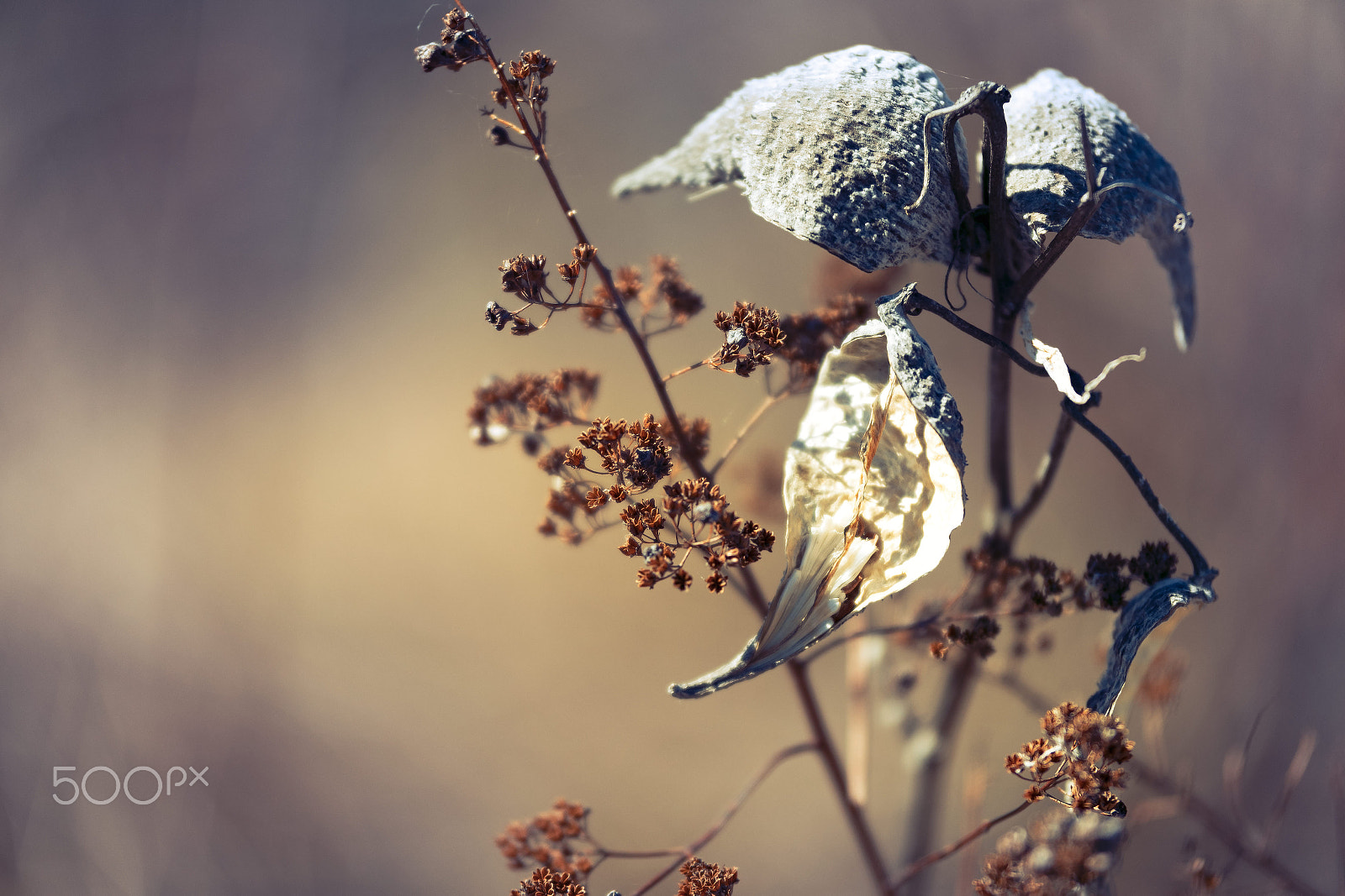 Canon EOS 80D + Canon EF 28mm F1.8 USM sample photo. Last fall's leftovers (sigma 50-100mm f/1.8 art) photography