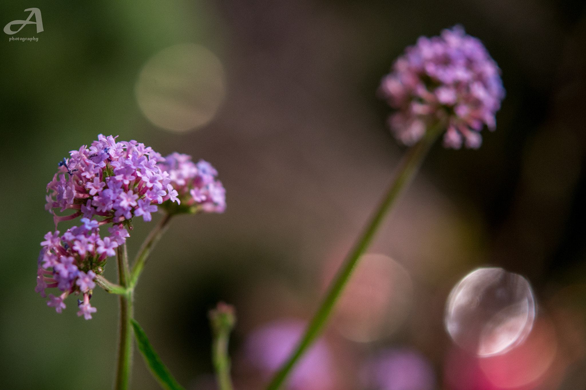 Nikon AF-S Micro-Nikkor 60mm F2.8G ED sample photo. Within. photography