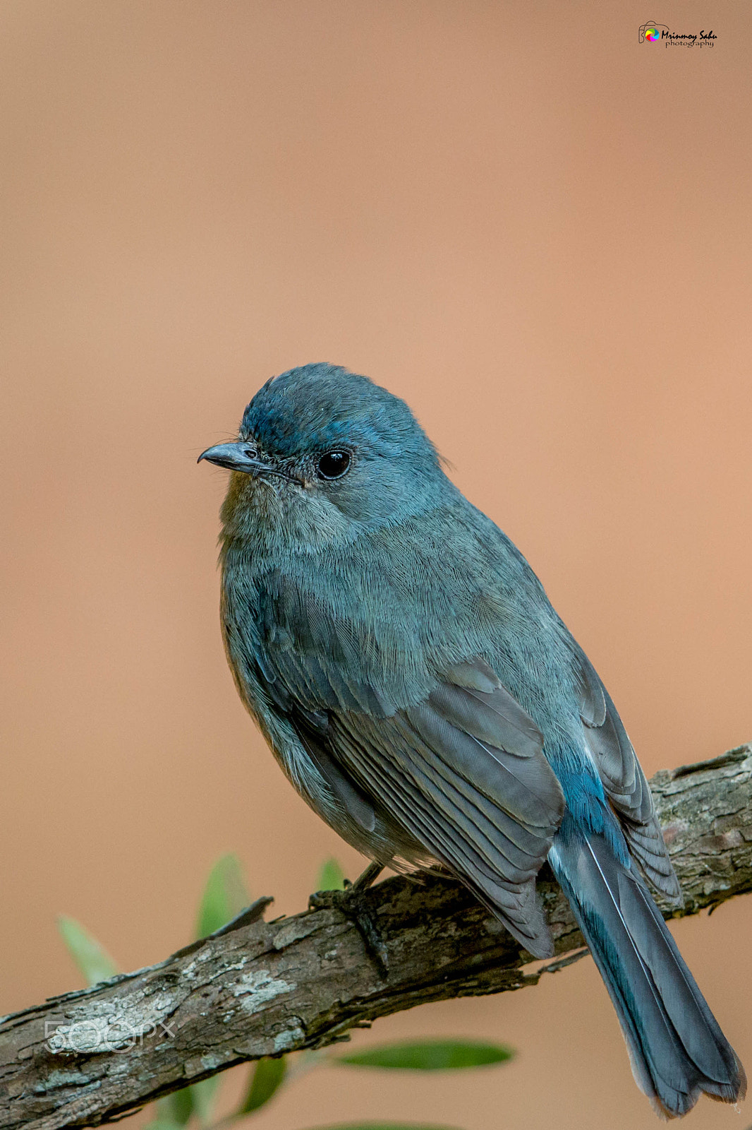 Canon EF 500mm F4L IS II USM sample photo. Nilgiri flycatcher photography