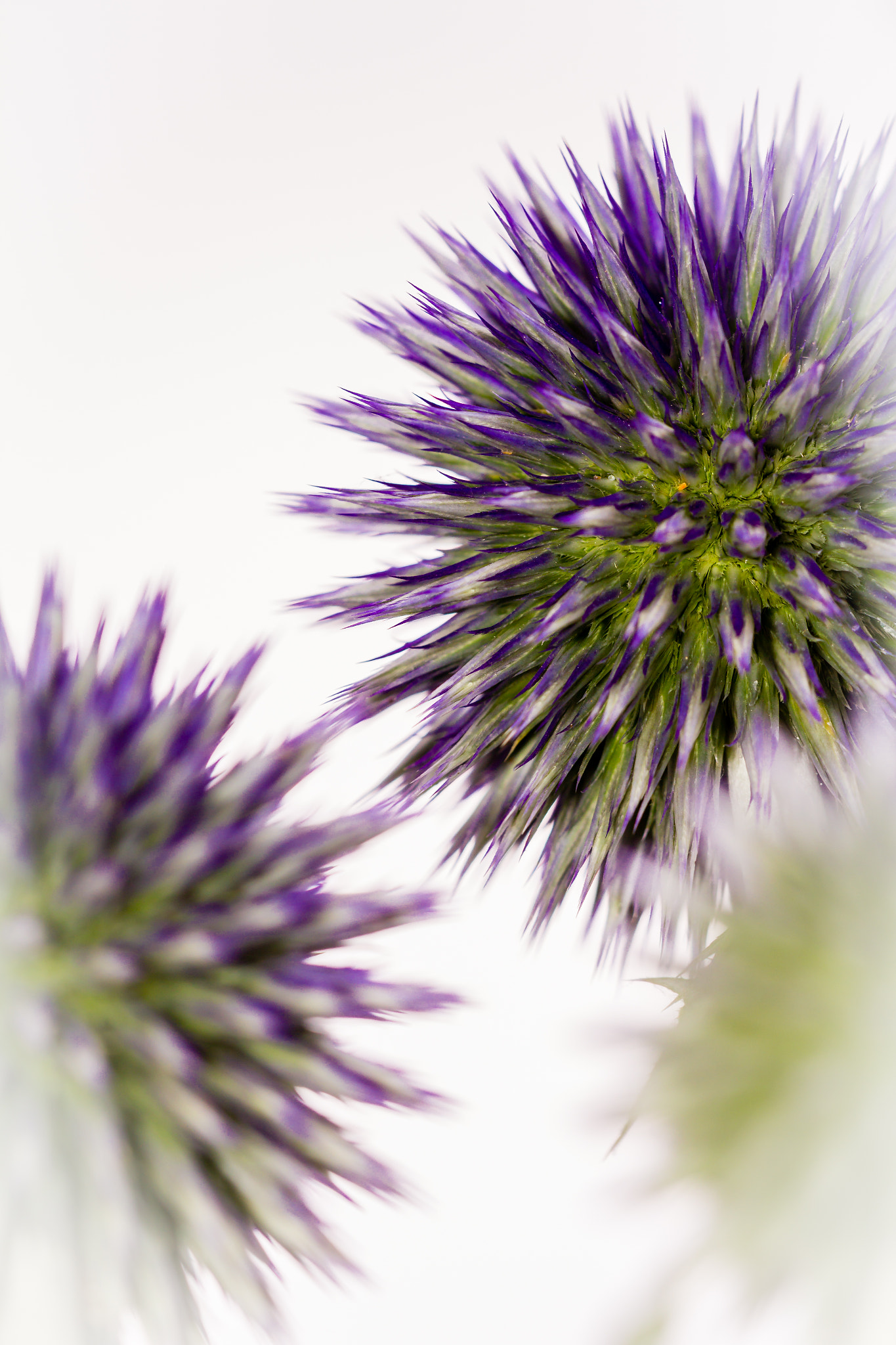 Sigma APO Macro 150mm f/2.8 EX DG HSM sample photo. Thistle surrounded by ligth... photography