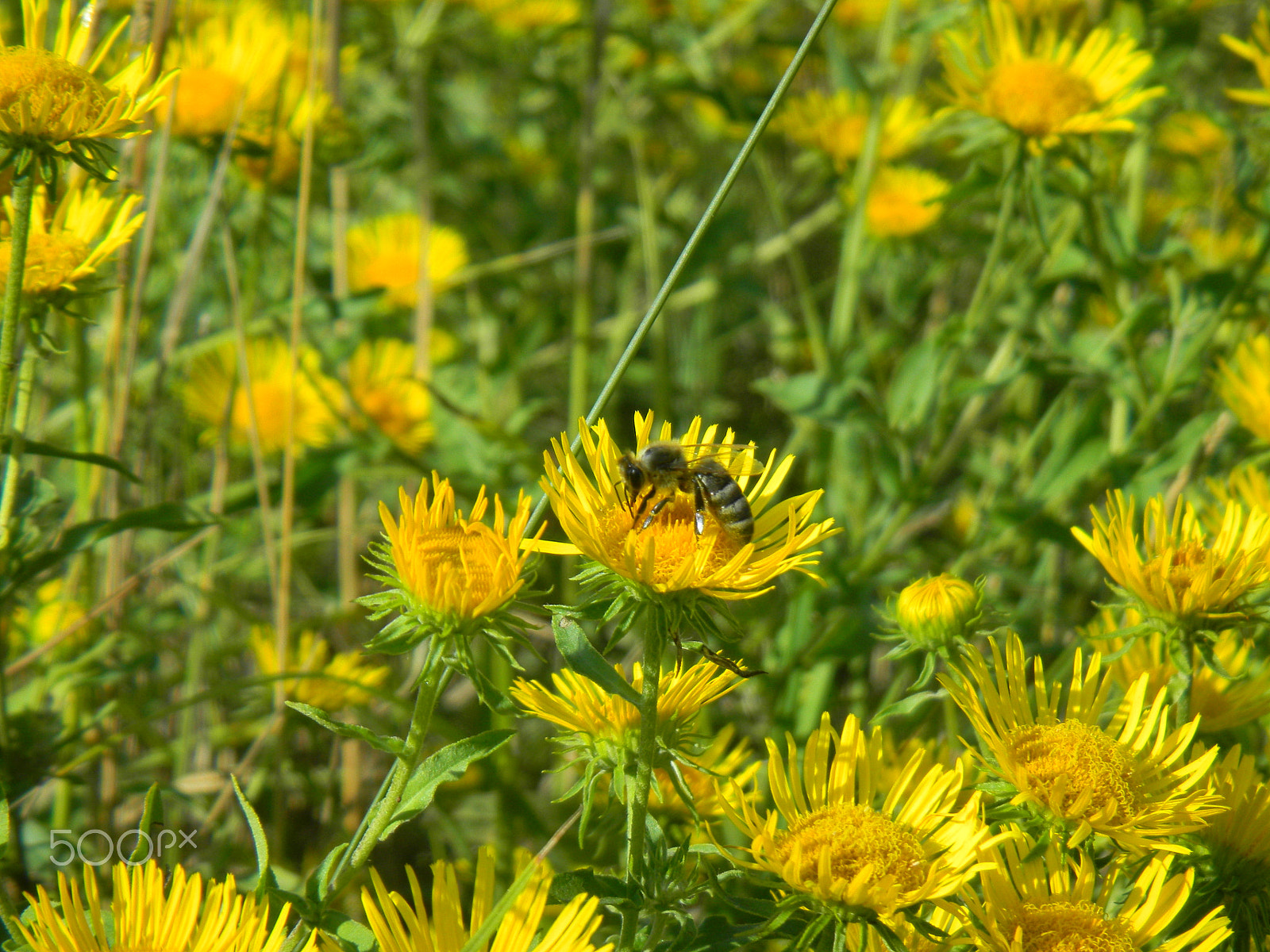 Nikon Coolpix S1100pj sample photo. The bee on the yellow flower photography