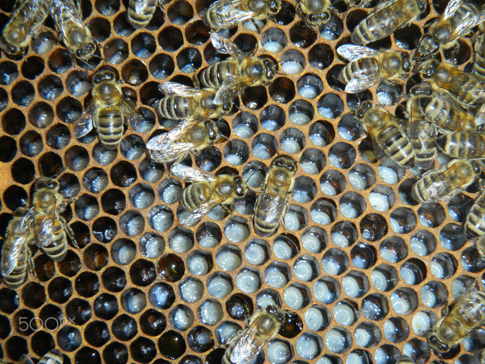 Nikon Coolpix S1100pj sample photo. Bees on the honeycomb with larvae photography