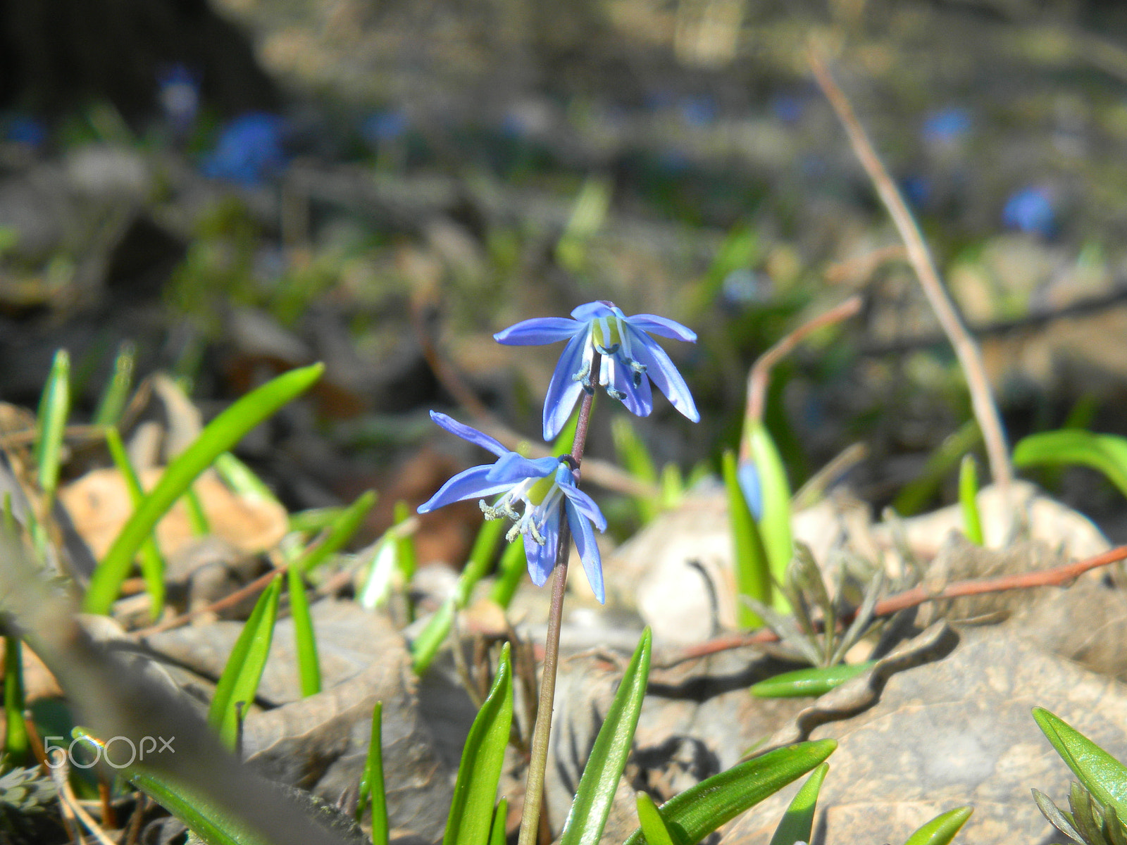 Nikon Coolpix S1100pj sample photo. Blue snowdrops photography