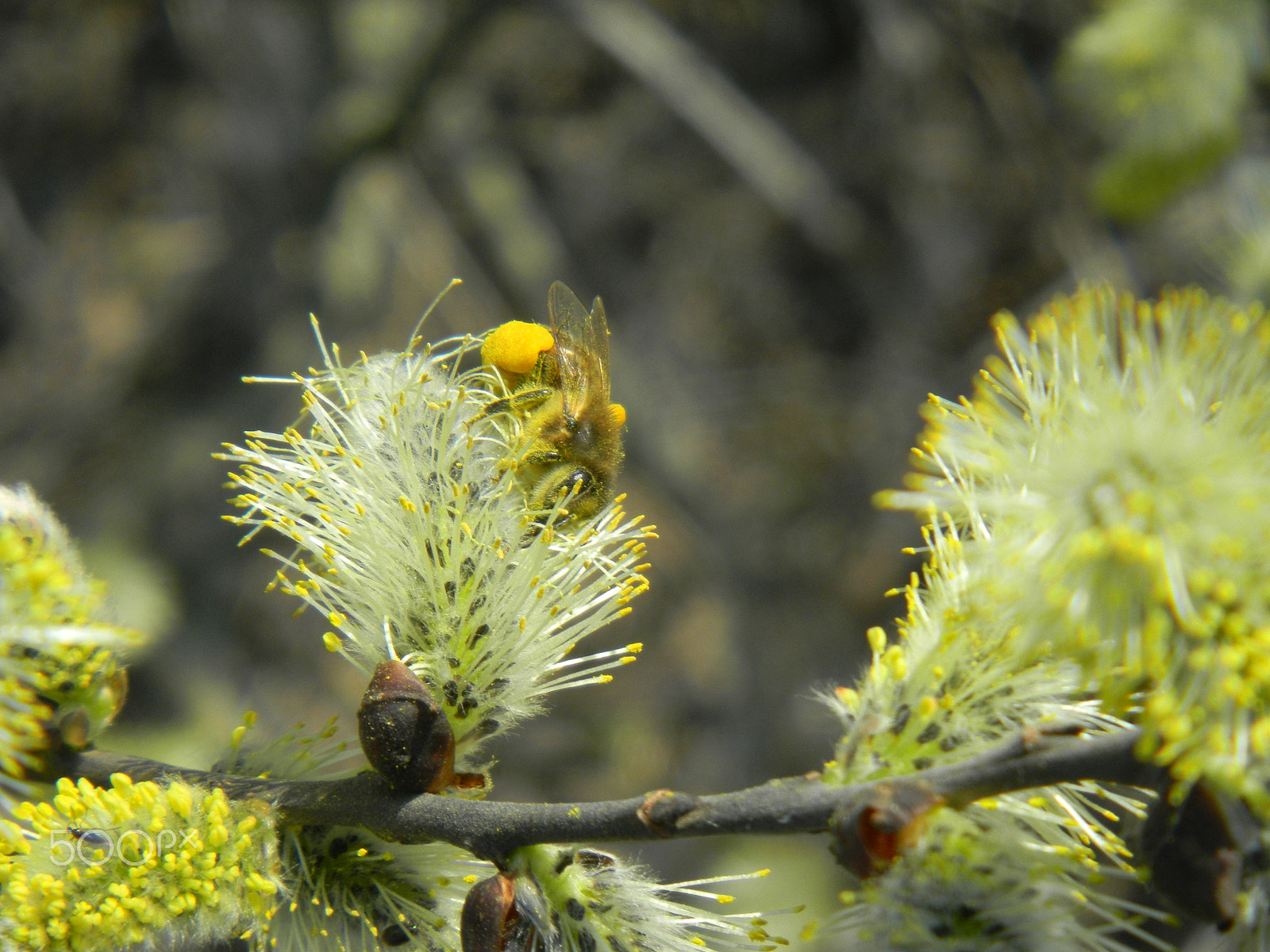 Nikon Coolpix S1100pj sample photo. The bee on the flower of willow photography