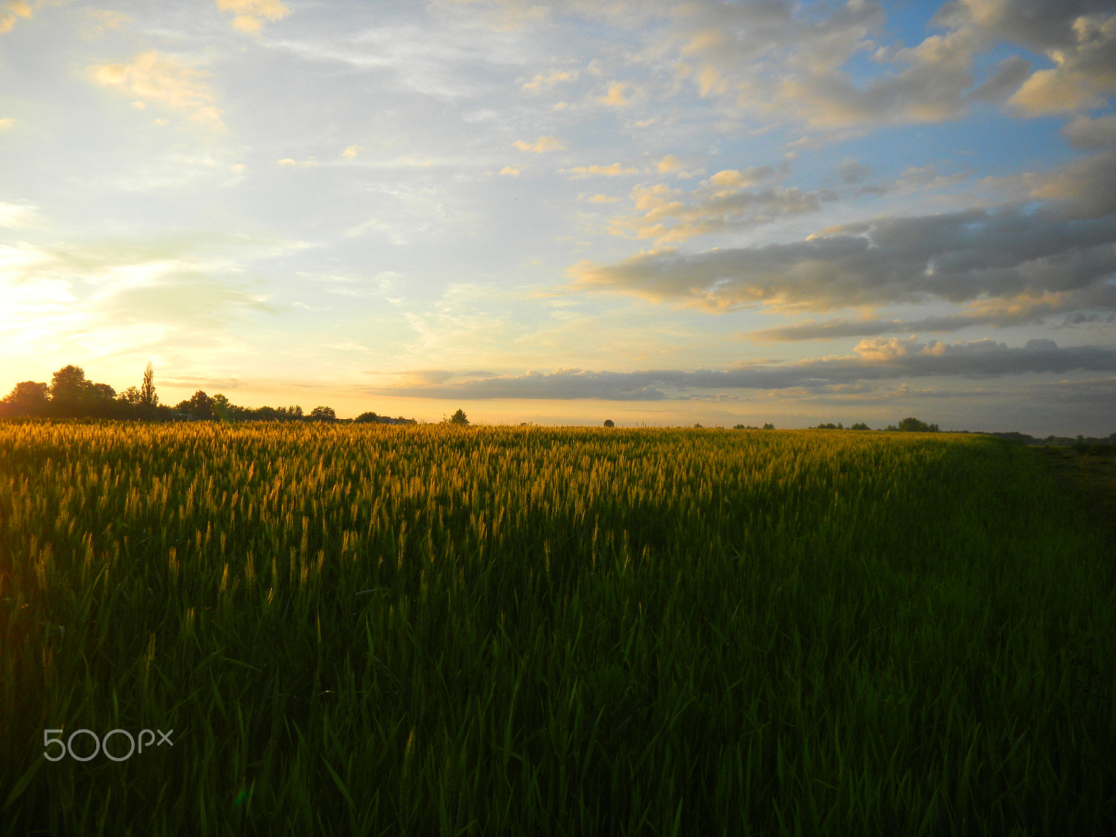 Nikon Coolpix S1100pj sample photo. The sunset on the grain field photography
