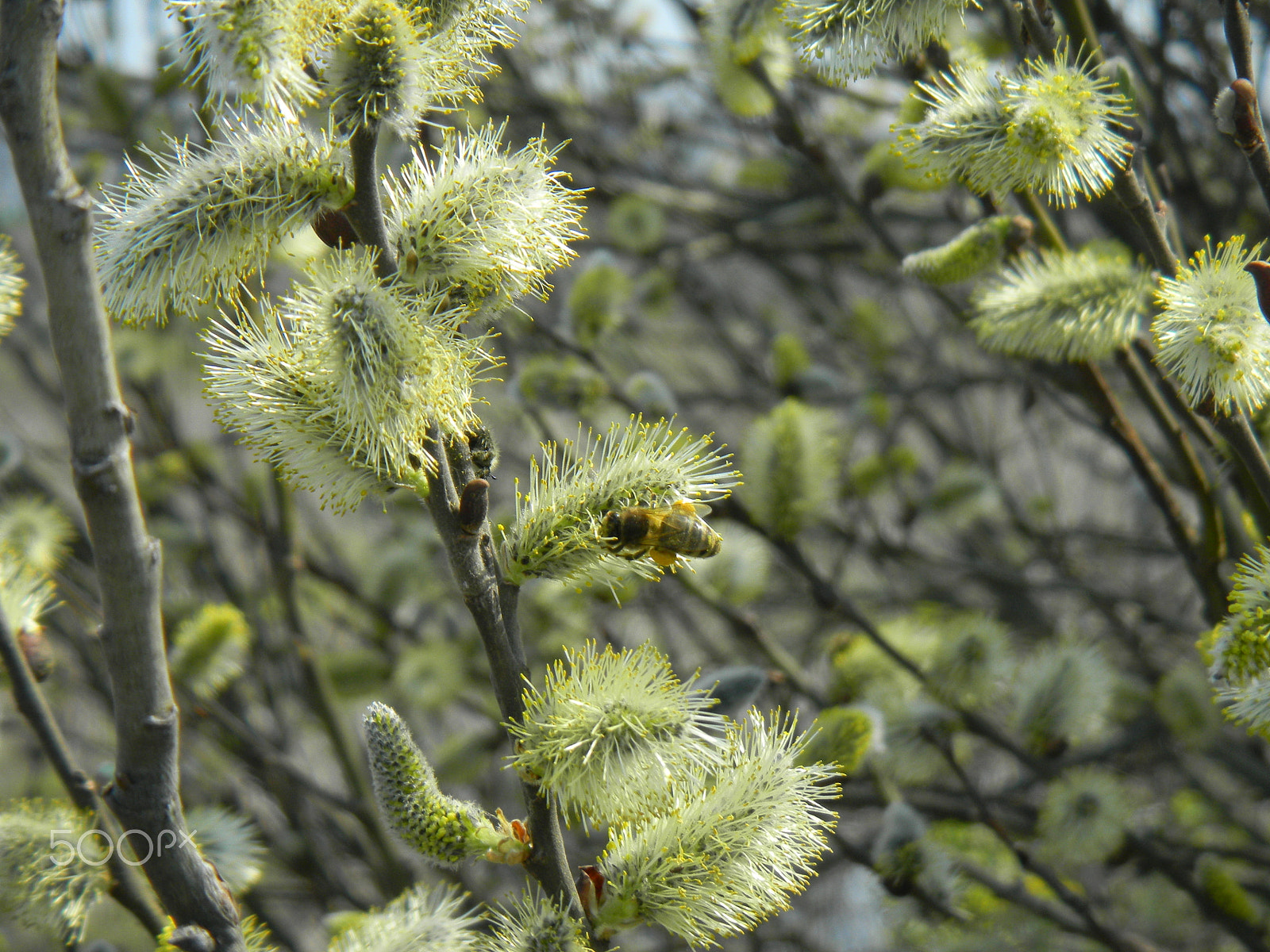 Nikon Coolpix S1100pj sample photo. Flowers of willow and the bee with pollen photography