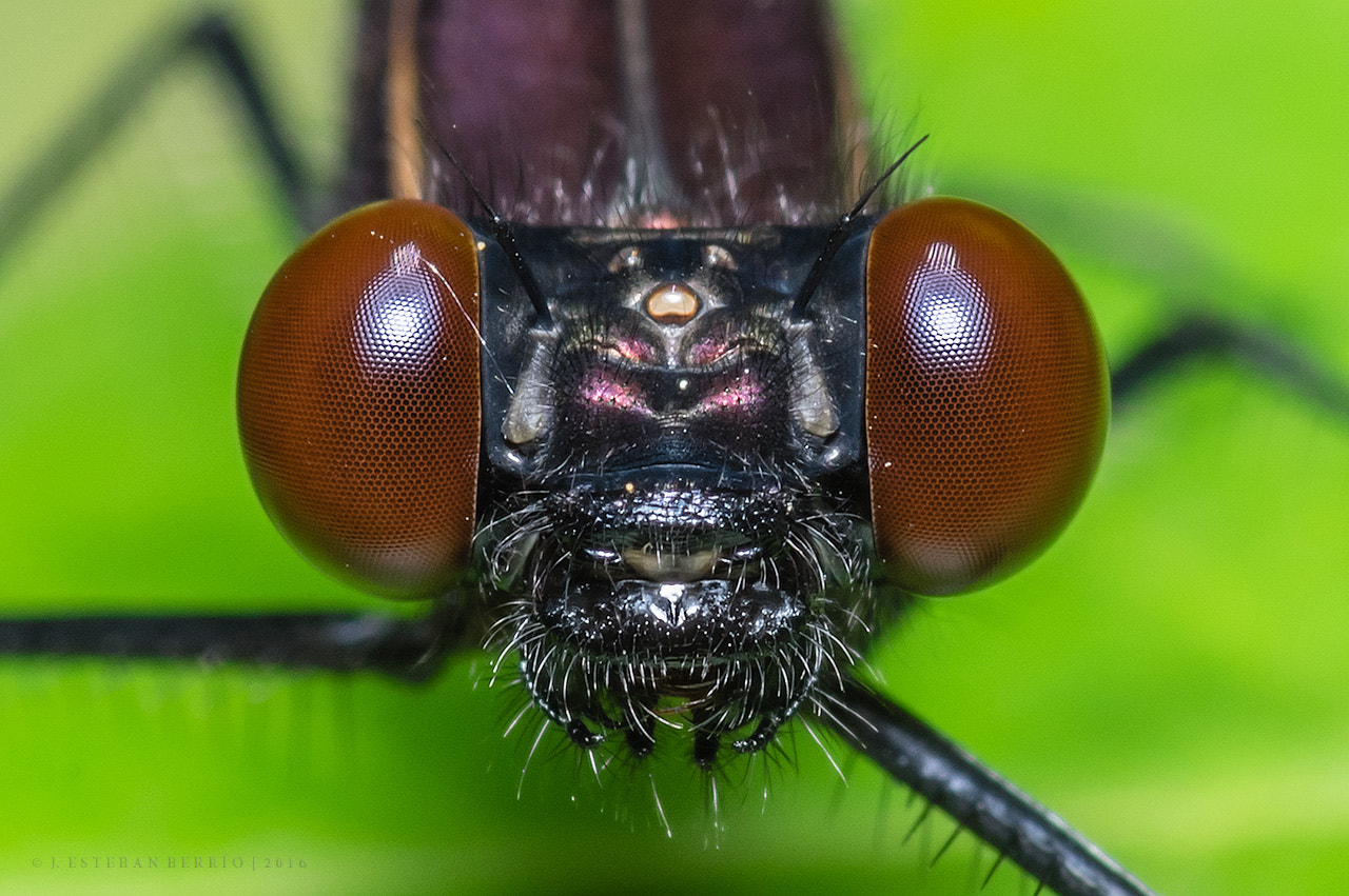 Pentax K-3 + smc PENTAX-FA Macro 100mm F2.8 sample photo. Damselfly close up photography