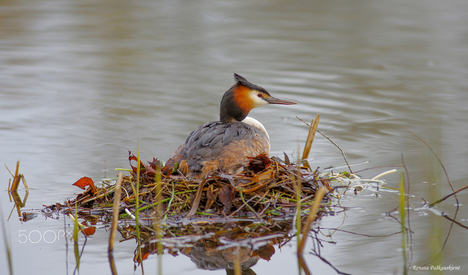 Pentax K-3 sample photo. Bird photography