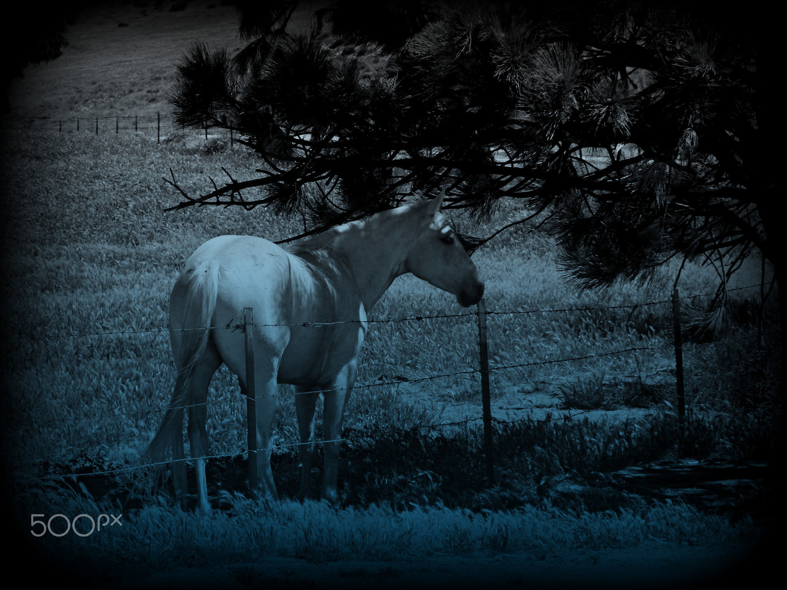 Olympus SZ-12 sample photo. Under this  pine tree photography