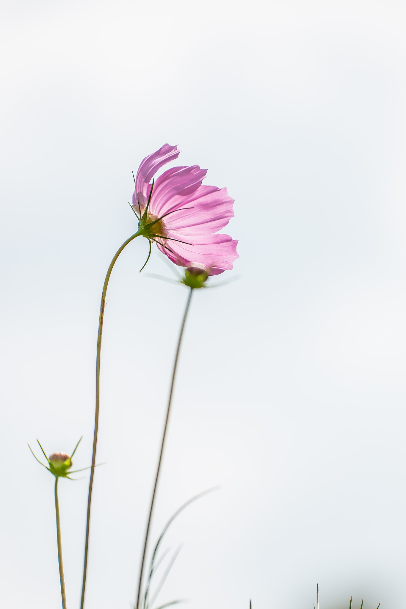 NX 50-150mm F2.8 S sample photo. Cosmos2 photography