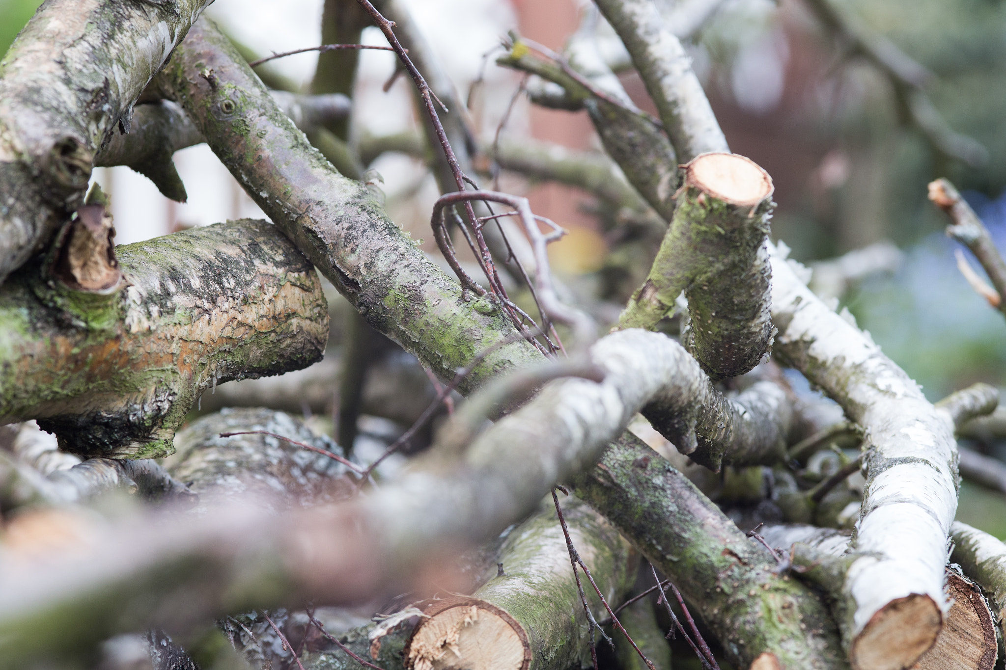Canon EOS 6D + Sigma 105mm F2.8 EX DG Macro sample photo. Branches photography