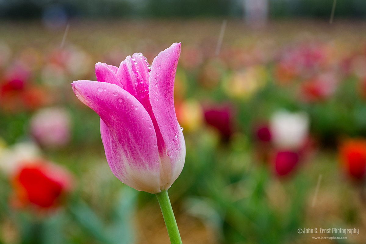 Sigma 17-70mm F2.8-4 DC Macro OS HSM | C sample photo. April showers photography
