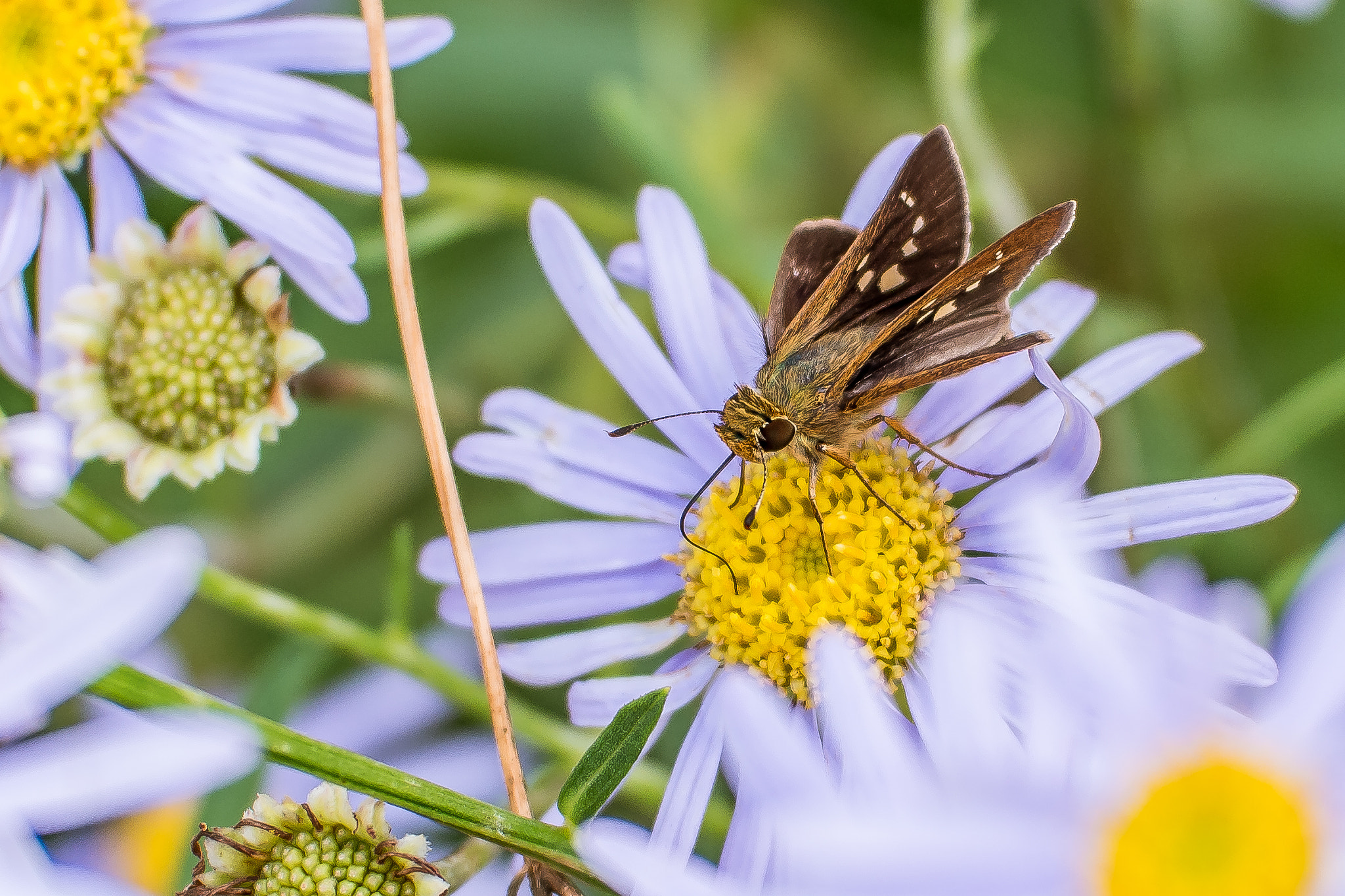 NX 50-150mm F2.8 S sample photo. Since the butterflies may seem. photography