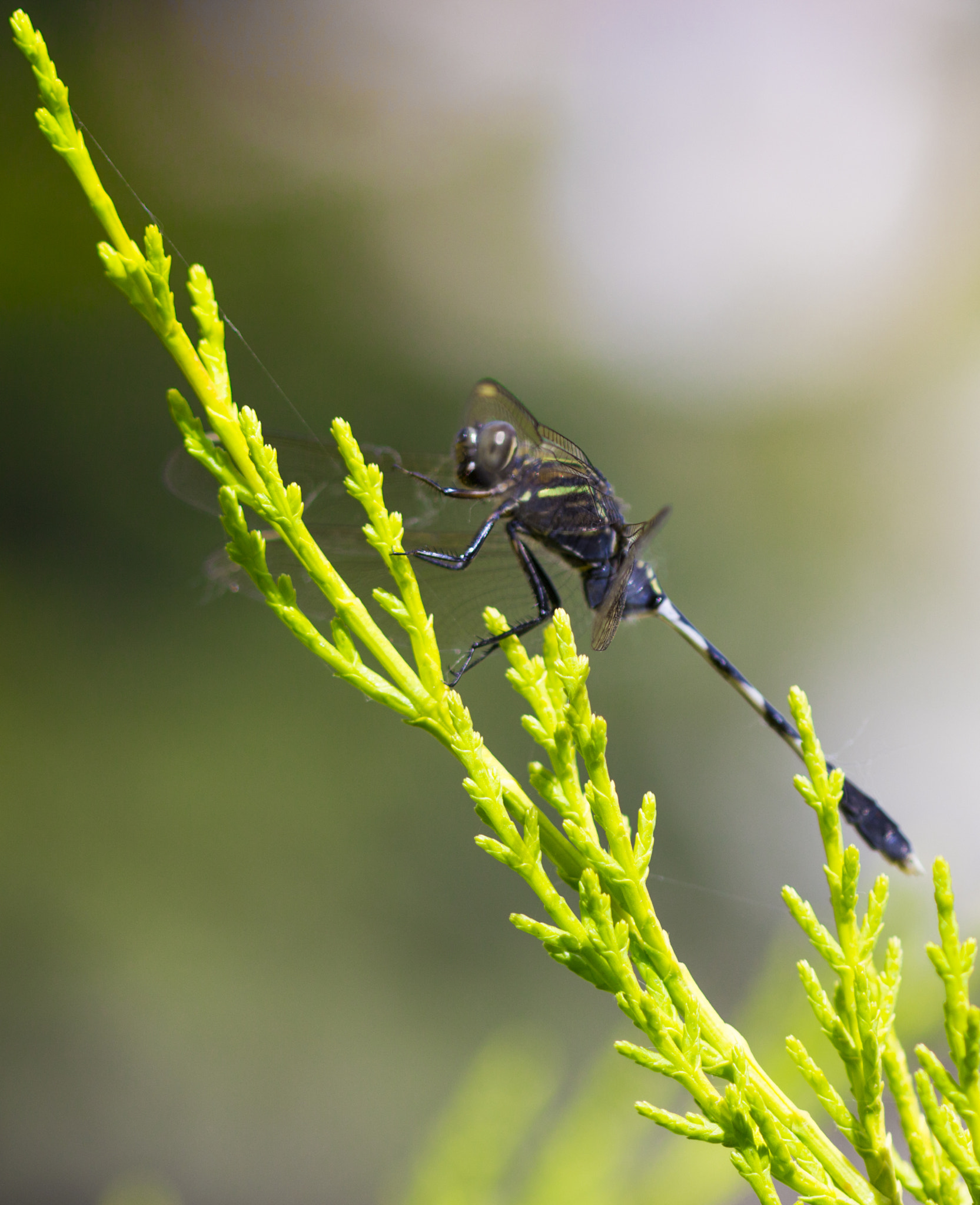 Canon EOS 600D (Rebel EOS T3i / EOS Kiss X5) sample photo. Dragonfly photography