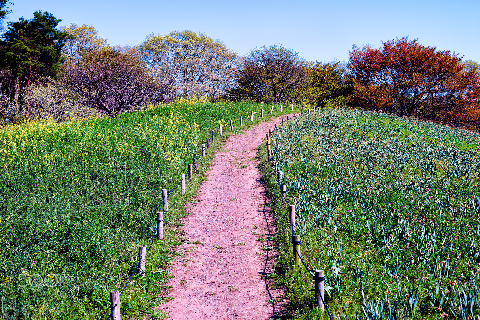 ZEISS Makro-Planar T* 50mm F2 sample photo. Trail of spring photography