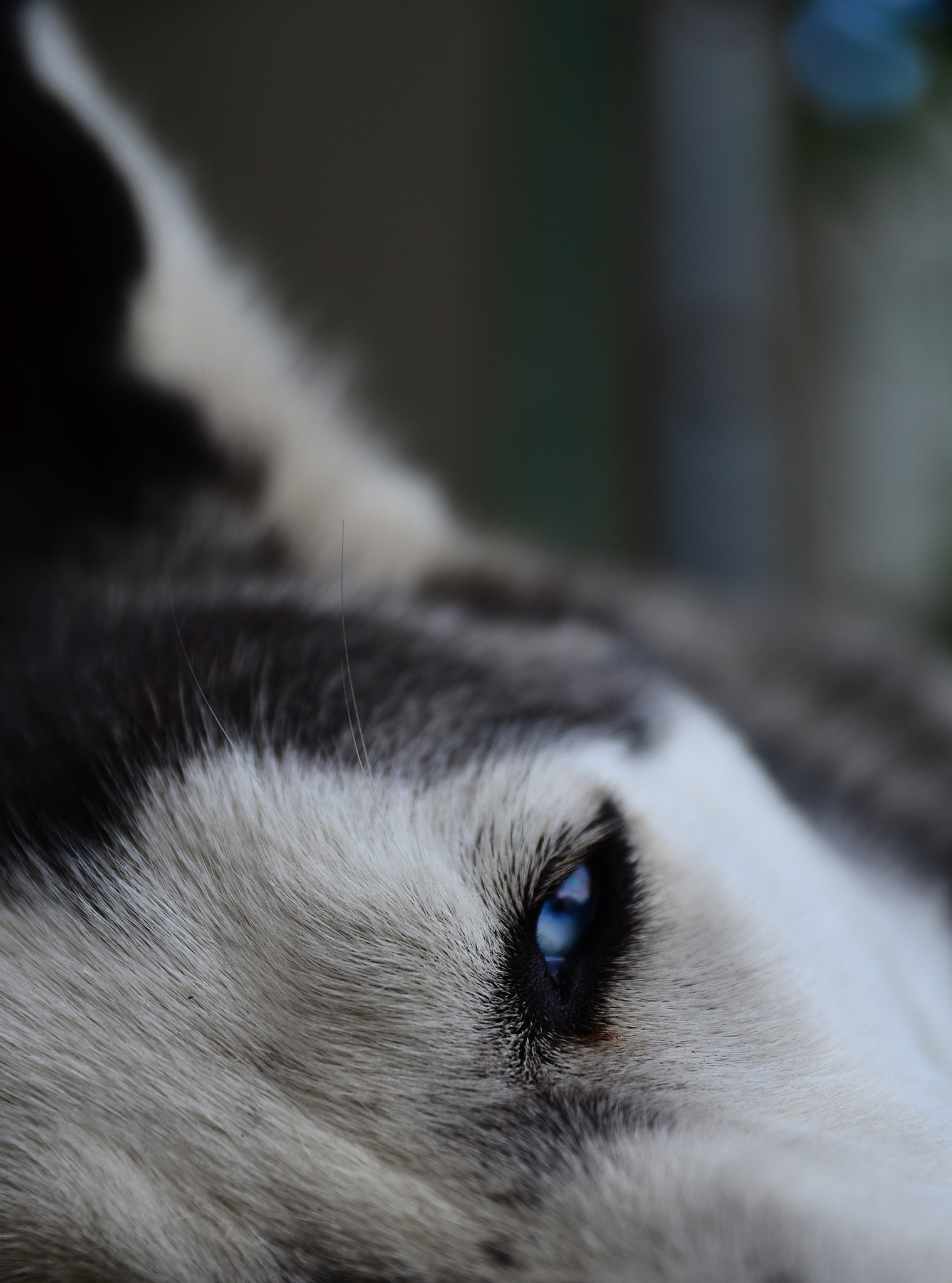 Sigma 17-70mm F2.8-4 DC Macro OS HSM | C sample photo. Blue eyes photography