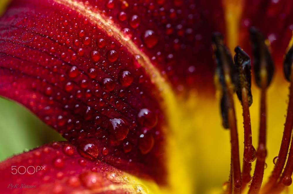 Nikon D300S sample photo. Rocio photography