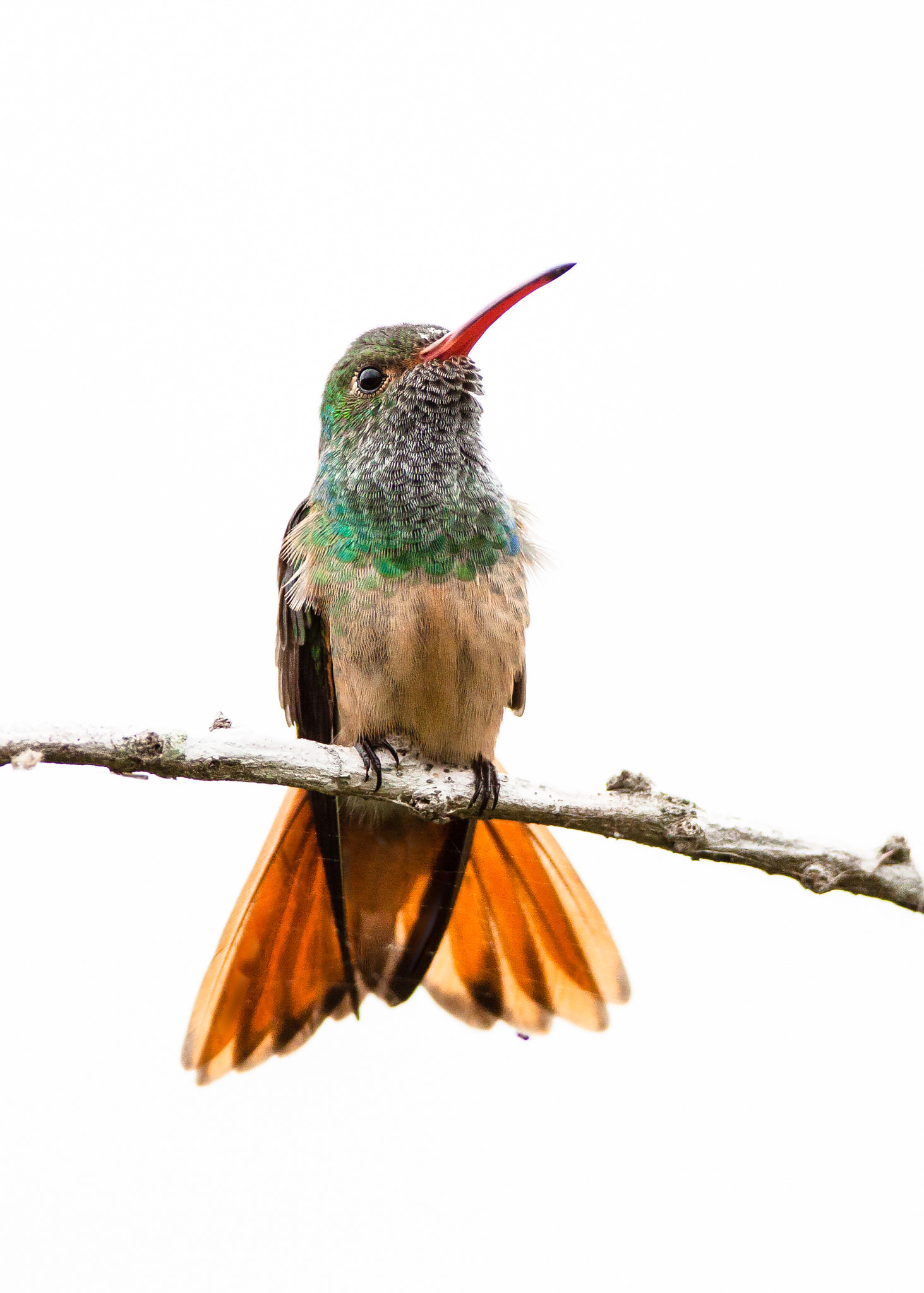 Canon EOS 50D + Canon EF 600mm f/4L IS sample photo. Buff-bellied hummingbird photography