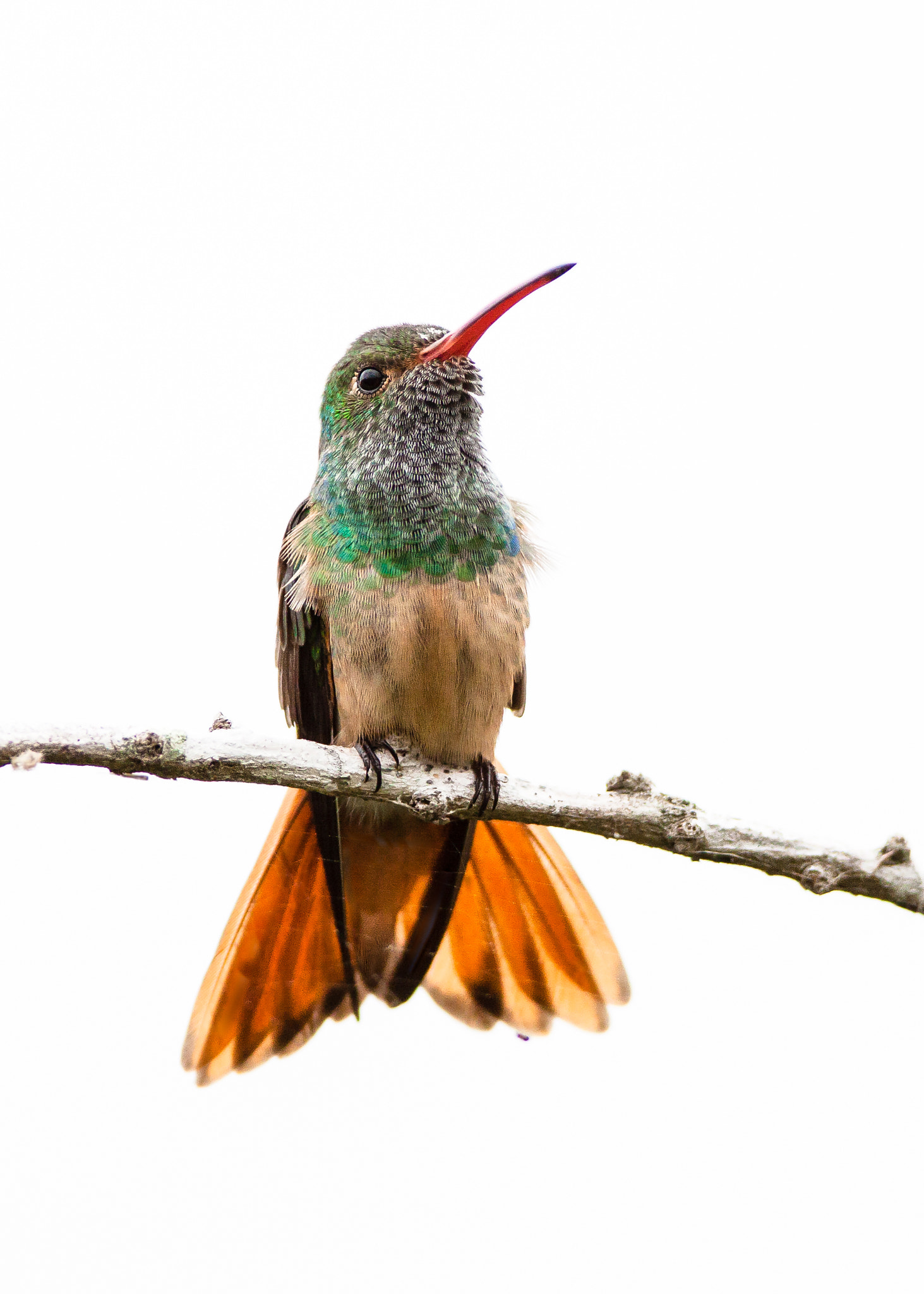 Canon EF 600mm f/4L IS sample photo. Buff-bellied hummingbird photography