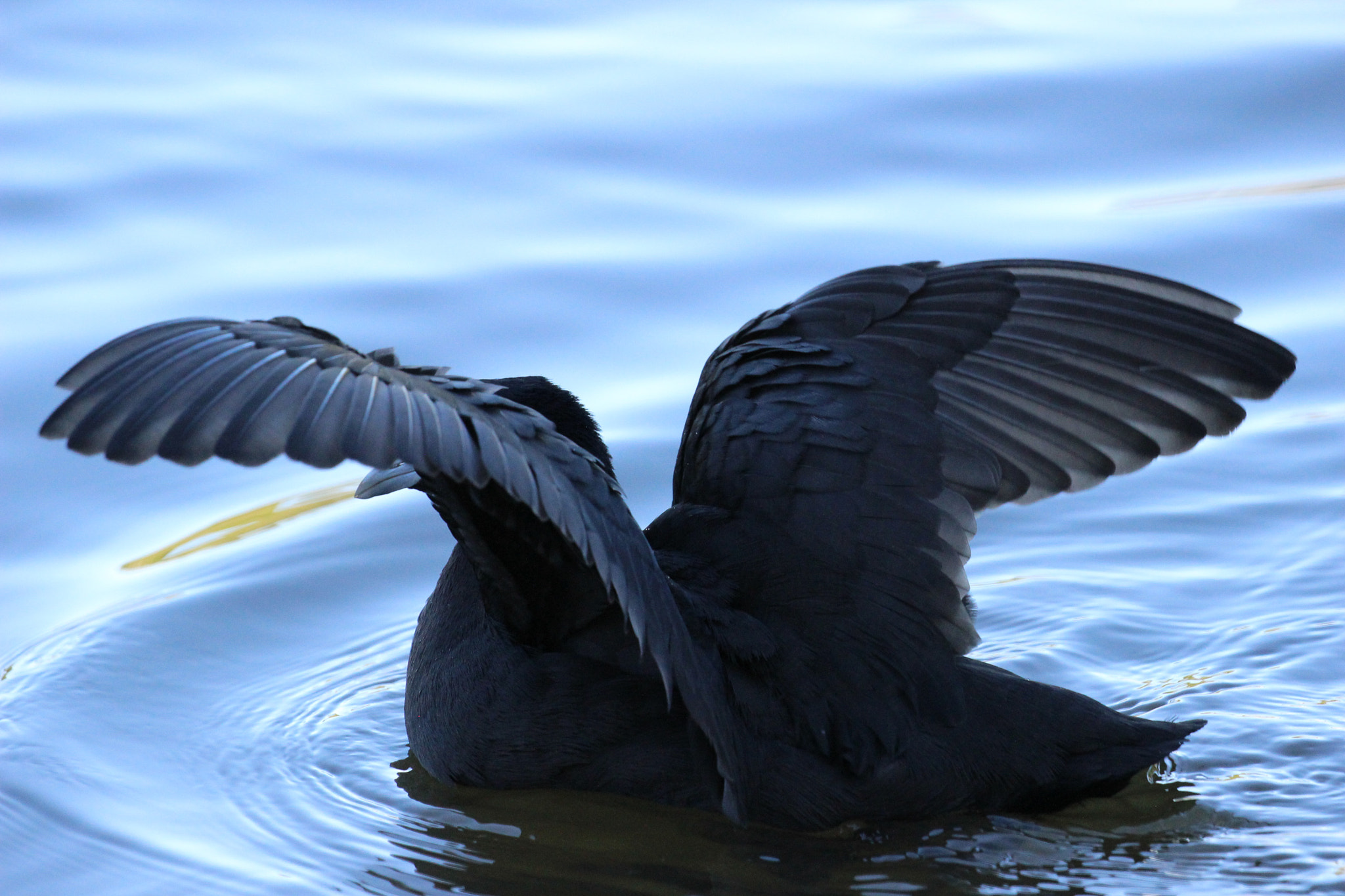 Canon EF 100-400mm F4.5-5.6L IS II USM sample photo. Drip dry photography