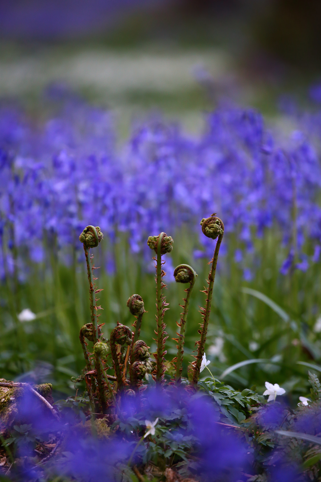Canon EF 100-400mm F4.5-5.6L IS II USM sample photo. Unfurled photography