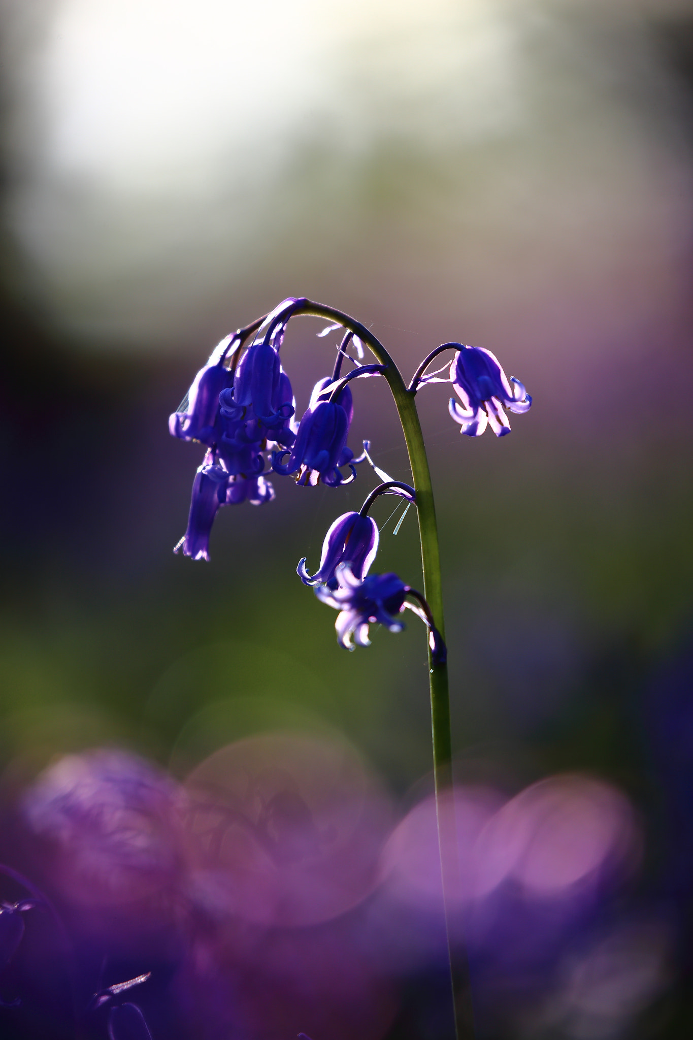 Canon EF 100-400mm F4.5-5.6L IS II USM sample photo. Bluebells photography