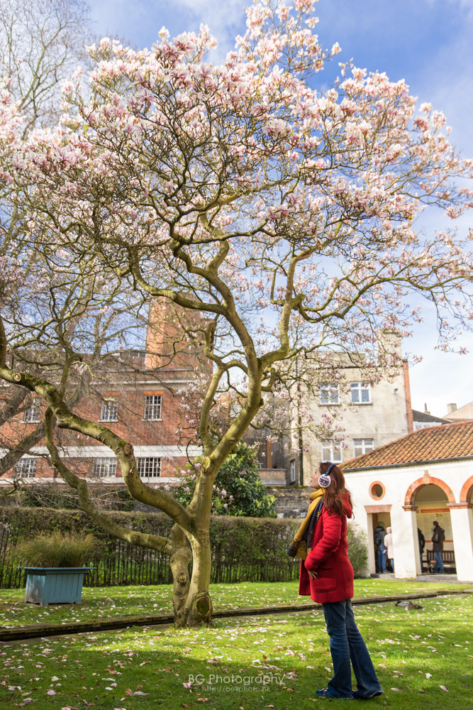 Sony a7 II + Canon EF 85mm F1.2L II USM sample photo. Cherry blossom. photography