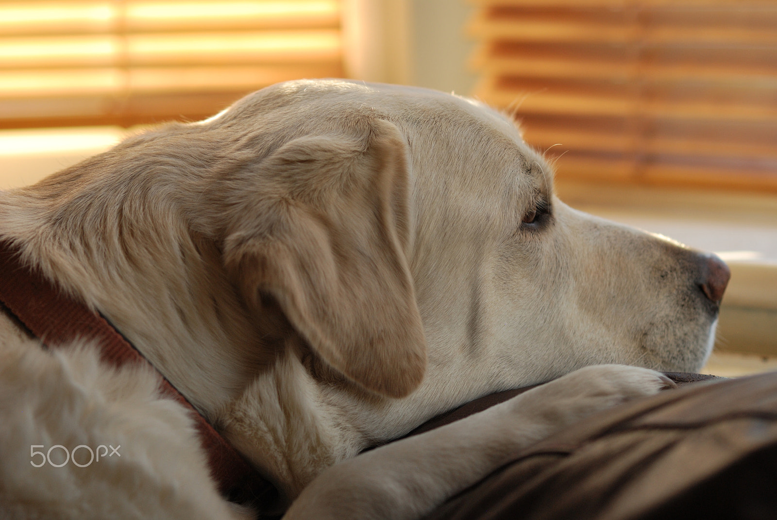 Samyang 85mm F1.4 Aspherical IF sample photo. Bored dylan on the sofa photography