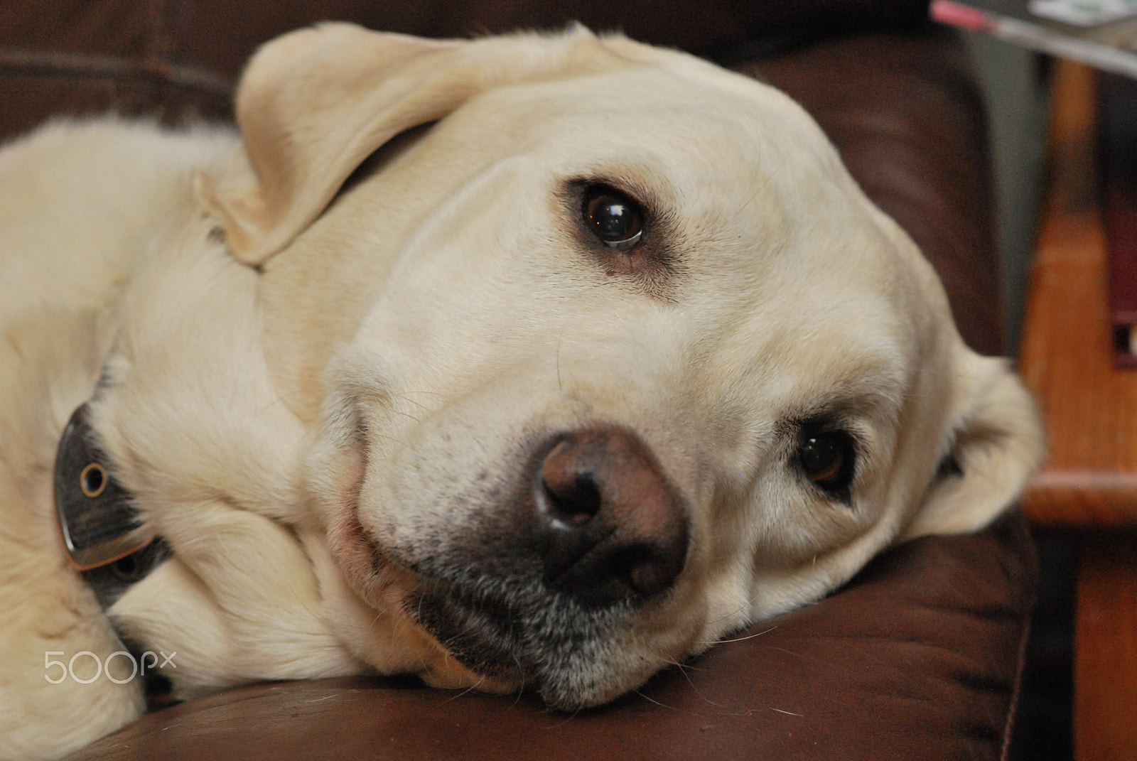 Samyang 85mm F1.4 Aspherical IF sample photo. Lazy gesso on the sofa photography