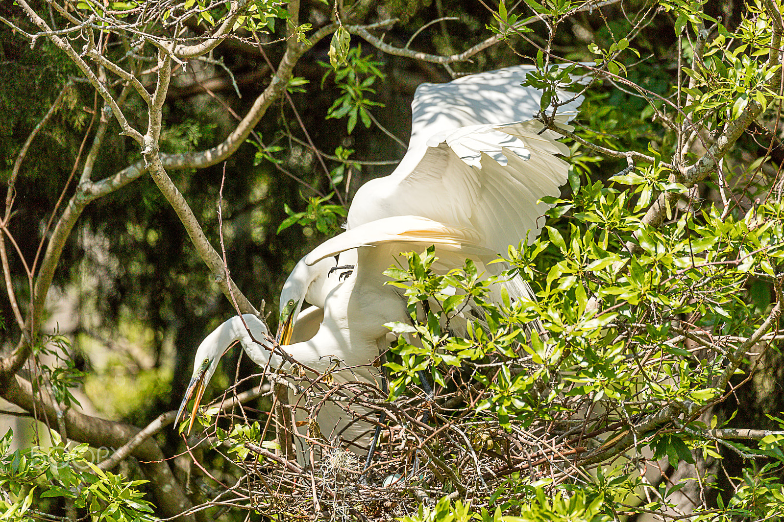 Canon EOS 5DS + Sigma 150-600mm F5-6.3 DG OS HSM | C sample photo. Great white egrets mating photography