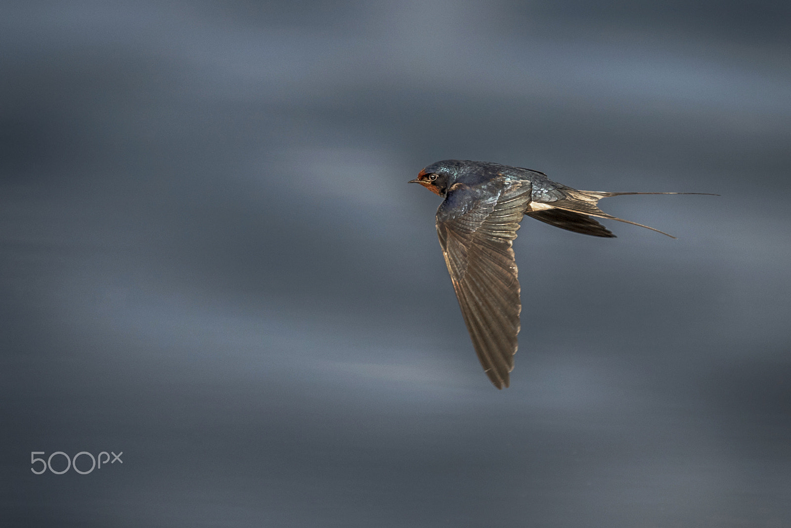 Sigma 50-500mm F4-6.3 EX APO RF HSM sample photo. Swallow photography