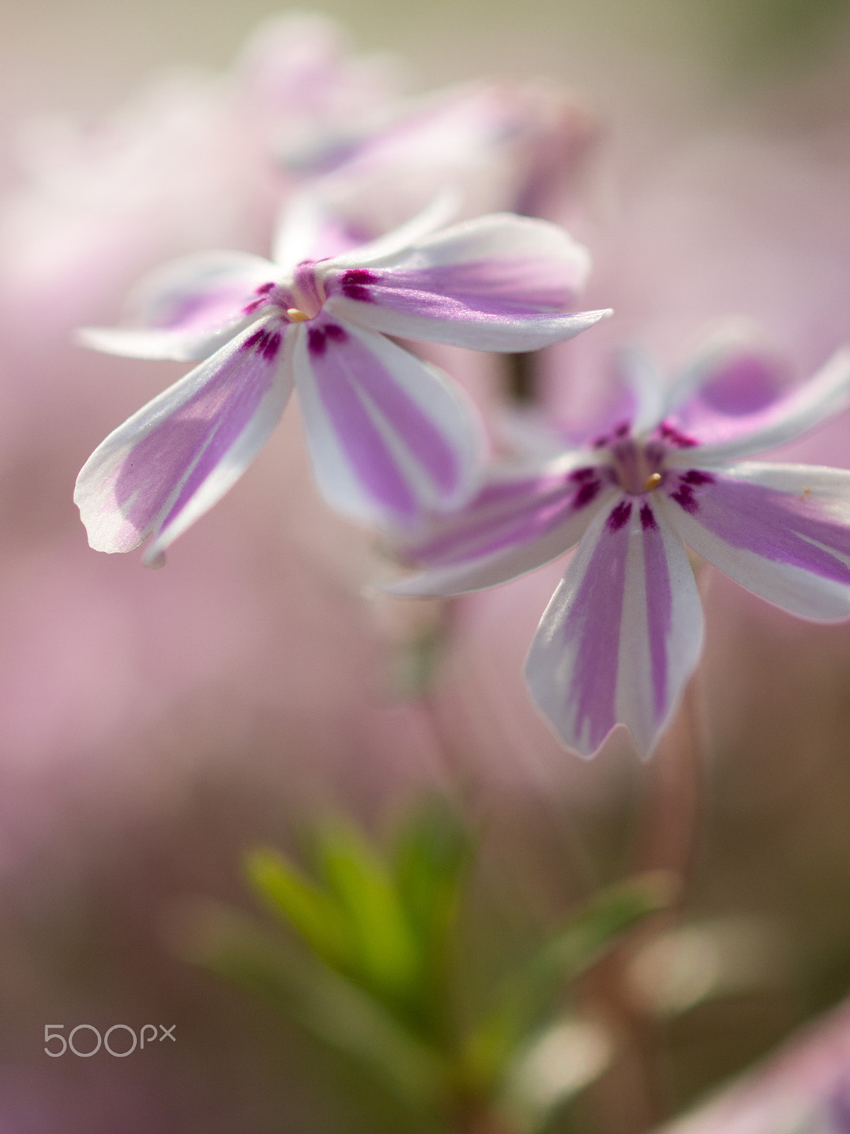 Olympus PEN E-PM1 + OLYMPUS 50mm Lens sample photo. Spring has come photography