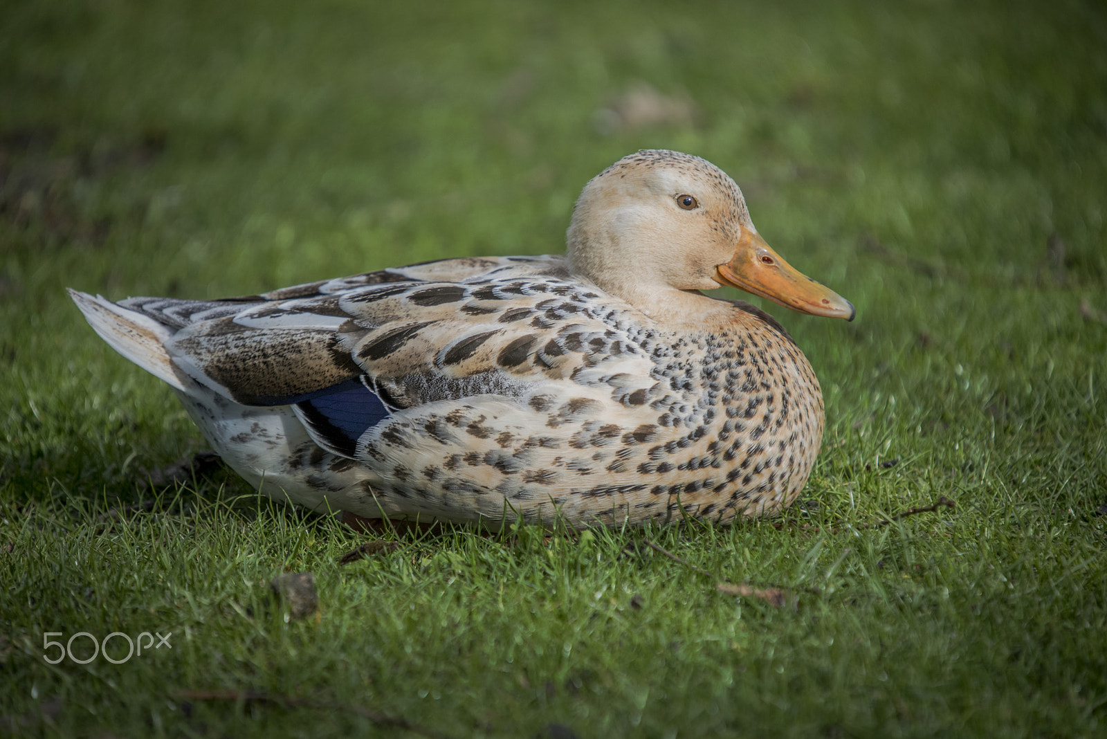 Nikon D750 + Sigma 50-500mm F4-6.3 EX APO RF HSM sample photo. Duck photography