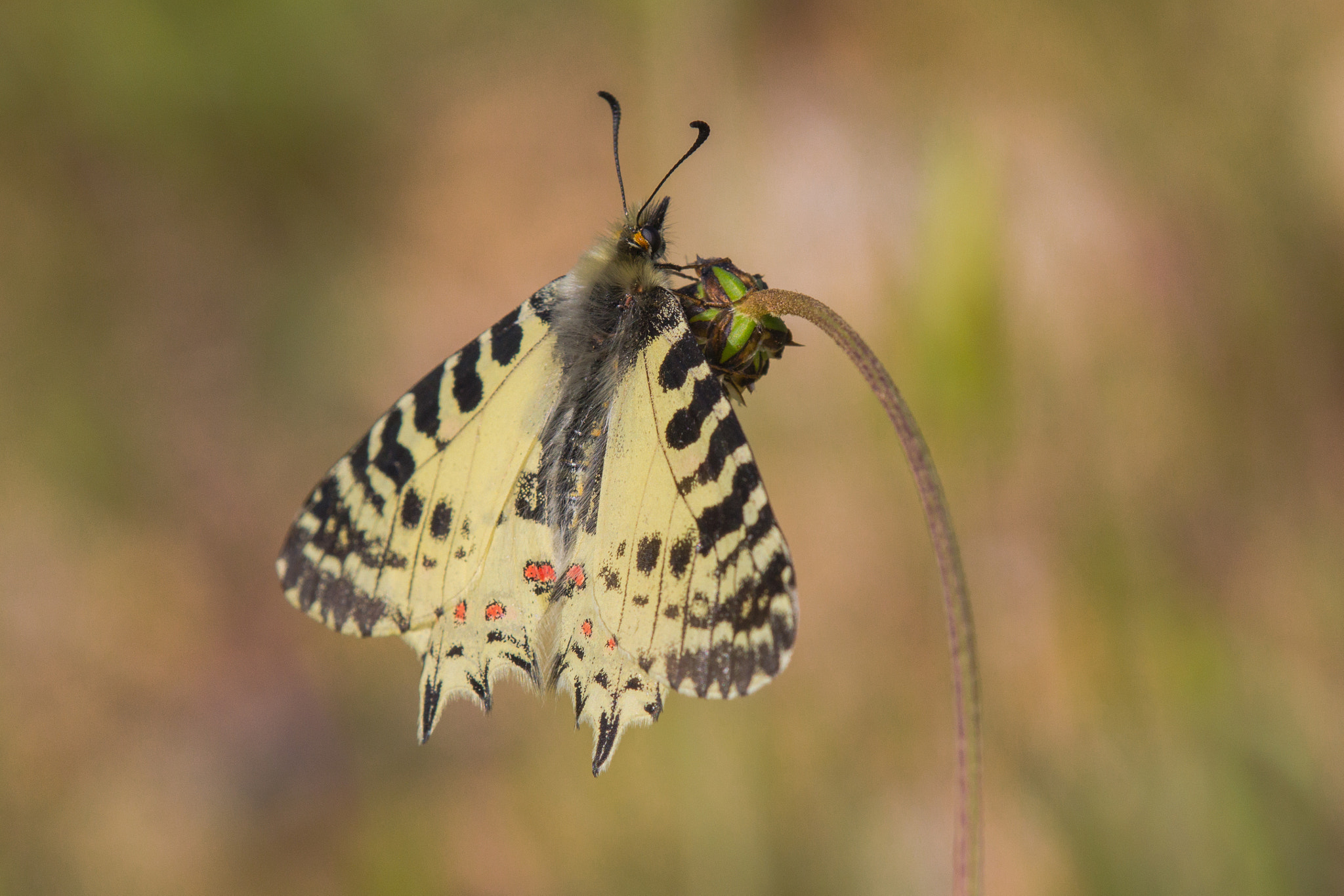 Tamron SP AF 180mm F3.5 Di LD (IF) Macro sample photo. The eastern festoon photography