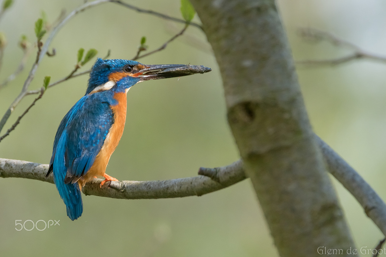 Sony ILCA-77M2 + Sony 70-400mm F4-5.6 G SSM sample photo. The kingfisher photography