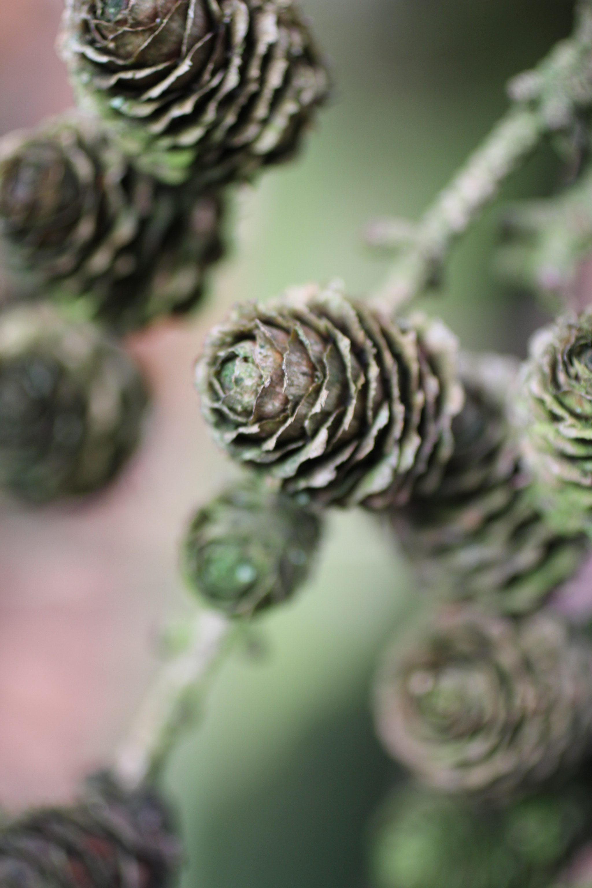 Canon EOS 60D + Canon EF 50mm F2.5 Macro sample photo. Forest walks photography