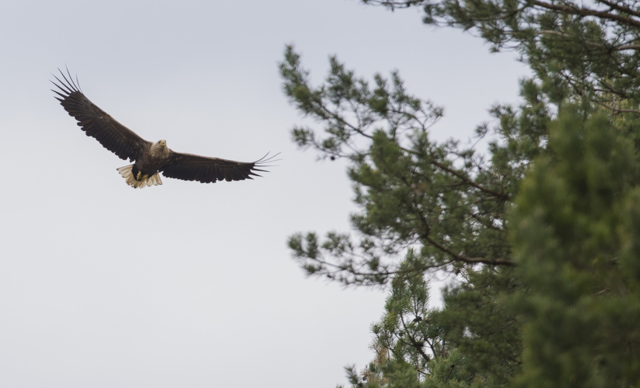 Nikon D610 + Nikon AF-S Nikkor 500mm F4G ED VR sample photo. White tailed eagle photography