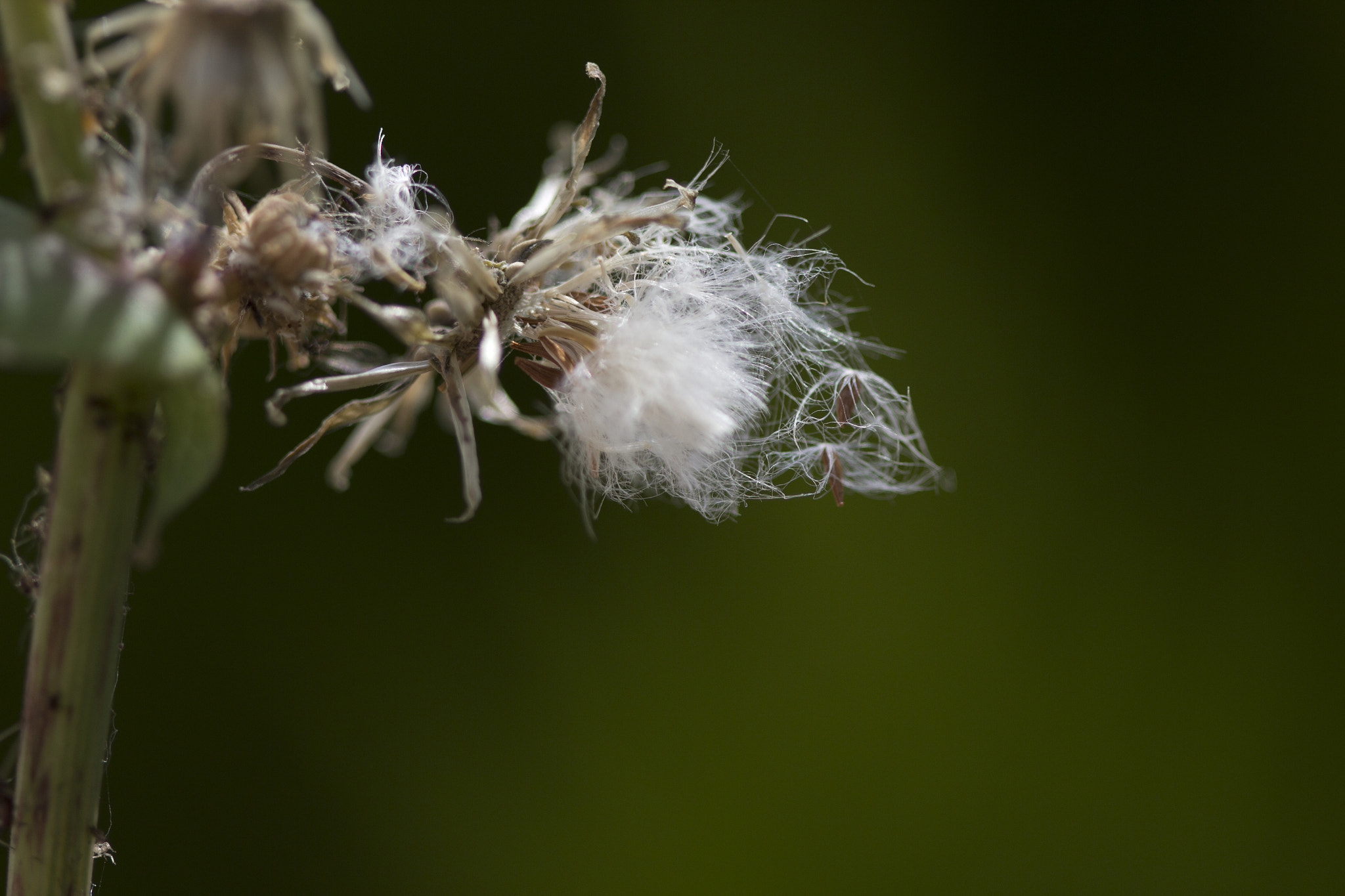 Canon EOS 600D (Rebel EOS T3i / EOS Kiss X5) sample photo. Dandelion photography