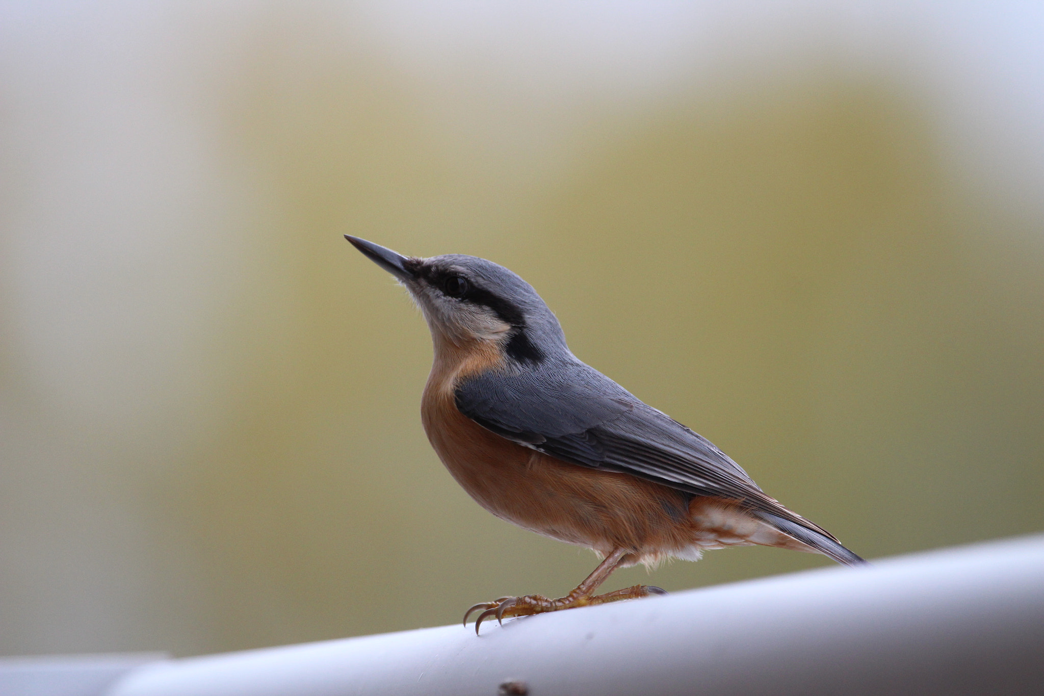 Canon EF 100-400mm F4.5-5.6L IS USM sample photo. Kleiber auf dem balkon photography