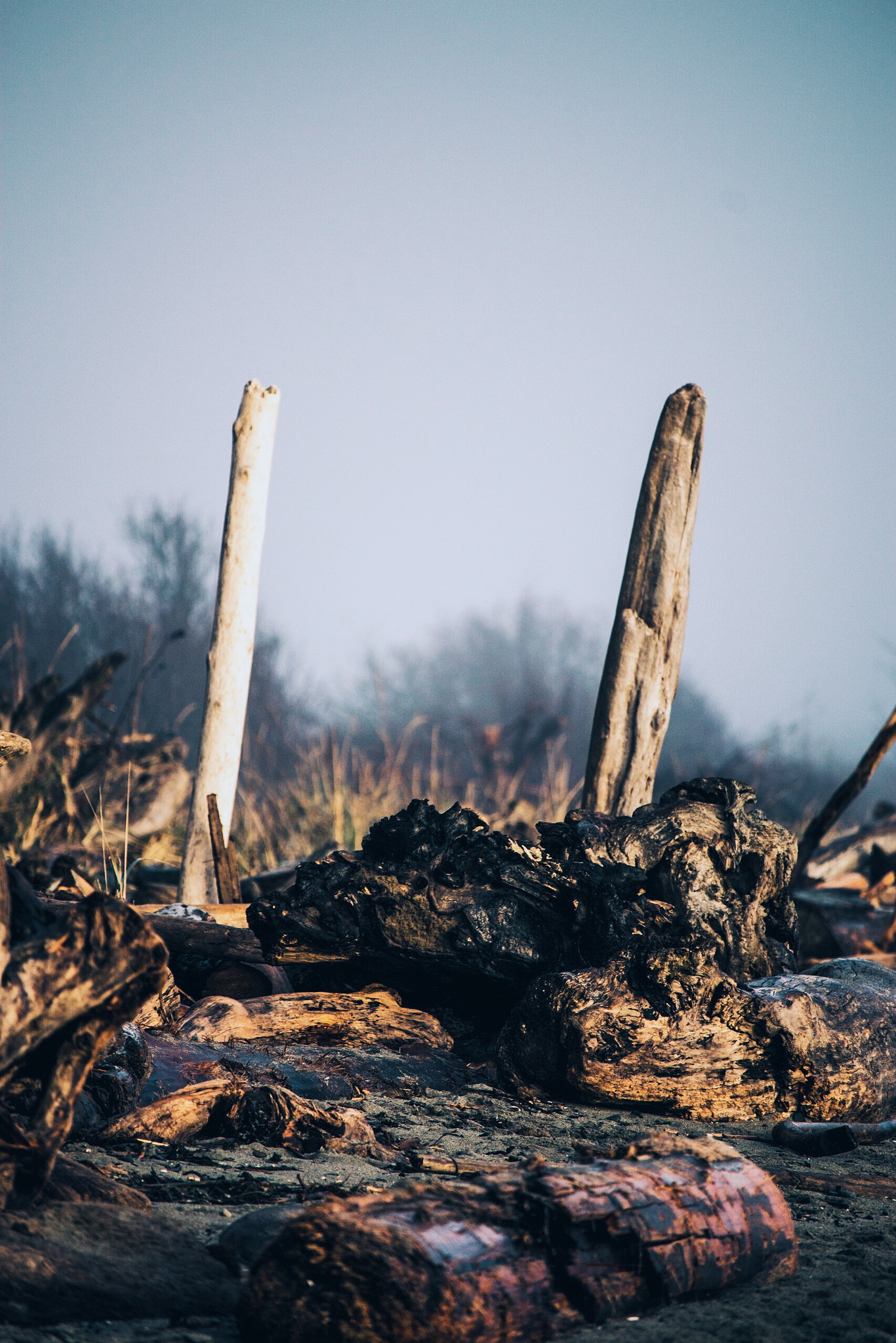 Canon EF-S 55-250mm F4-5.6 IS STM sample photo. Two driftwood logs stand parallel as the morning sun breaks through fog at point no point. photography