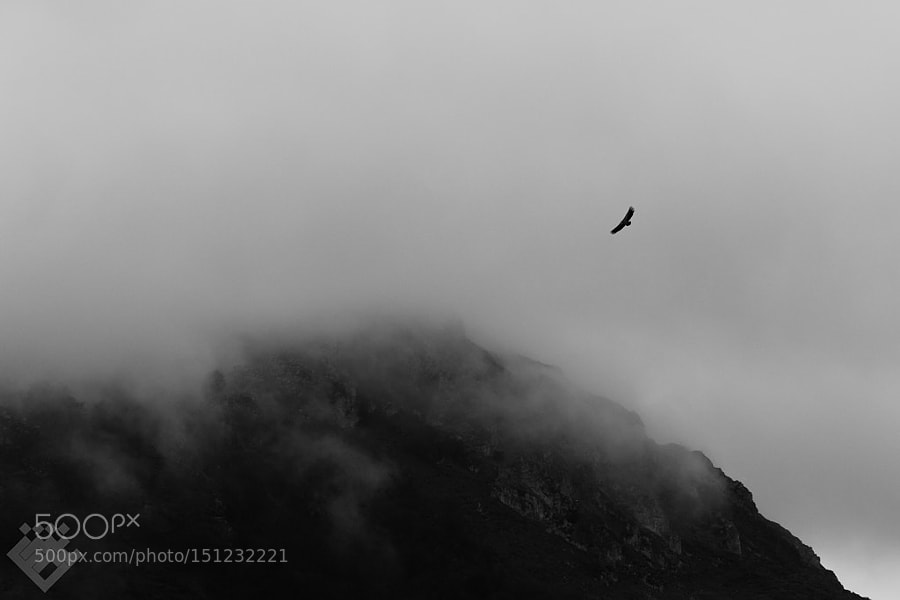 Flight by Saeed Gholami Shahbandi on 500px