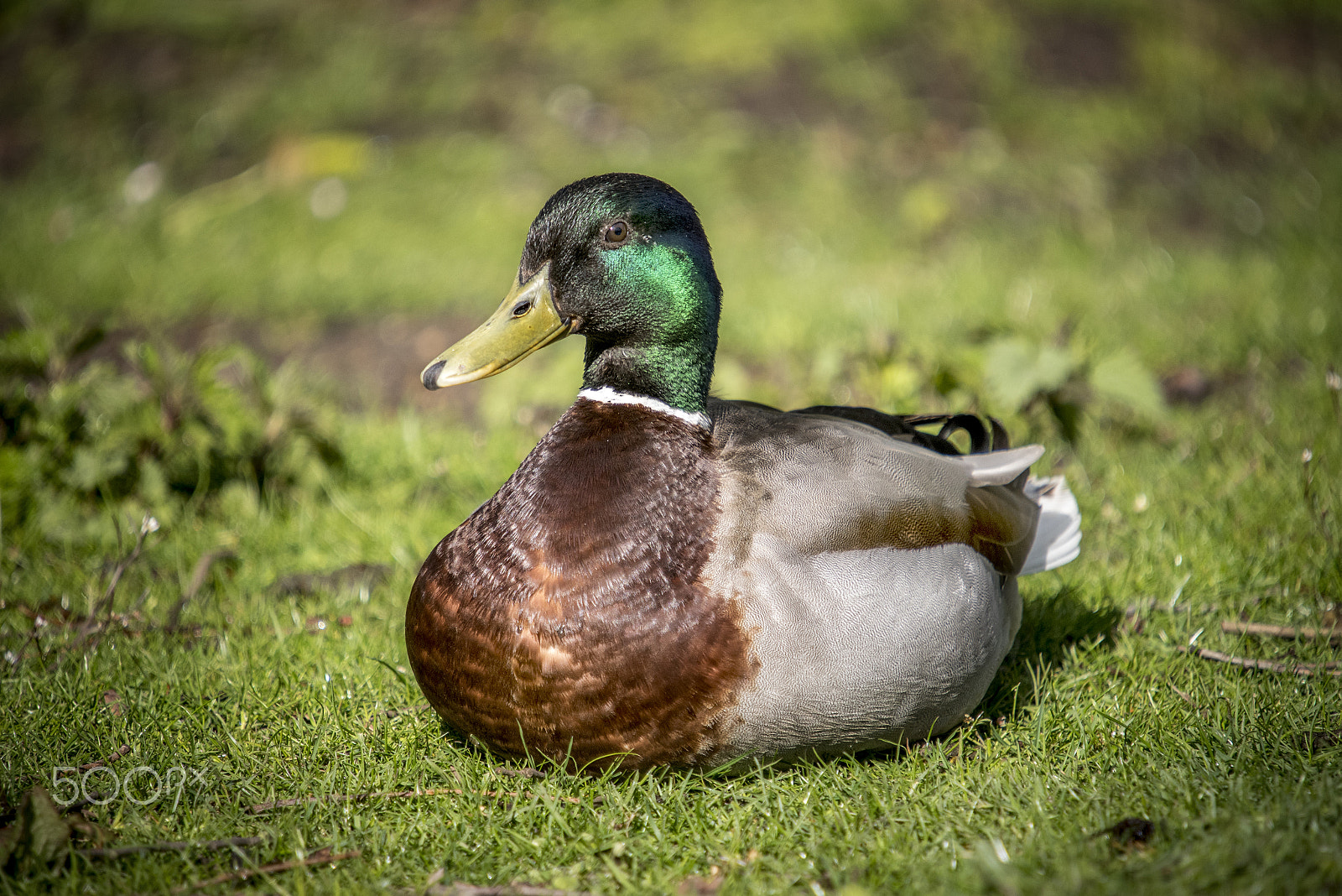 Sigma 50-500mm F4-6.3 EX APO RF HSM sample photo. Duck photography