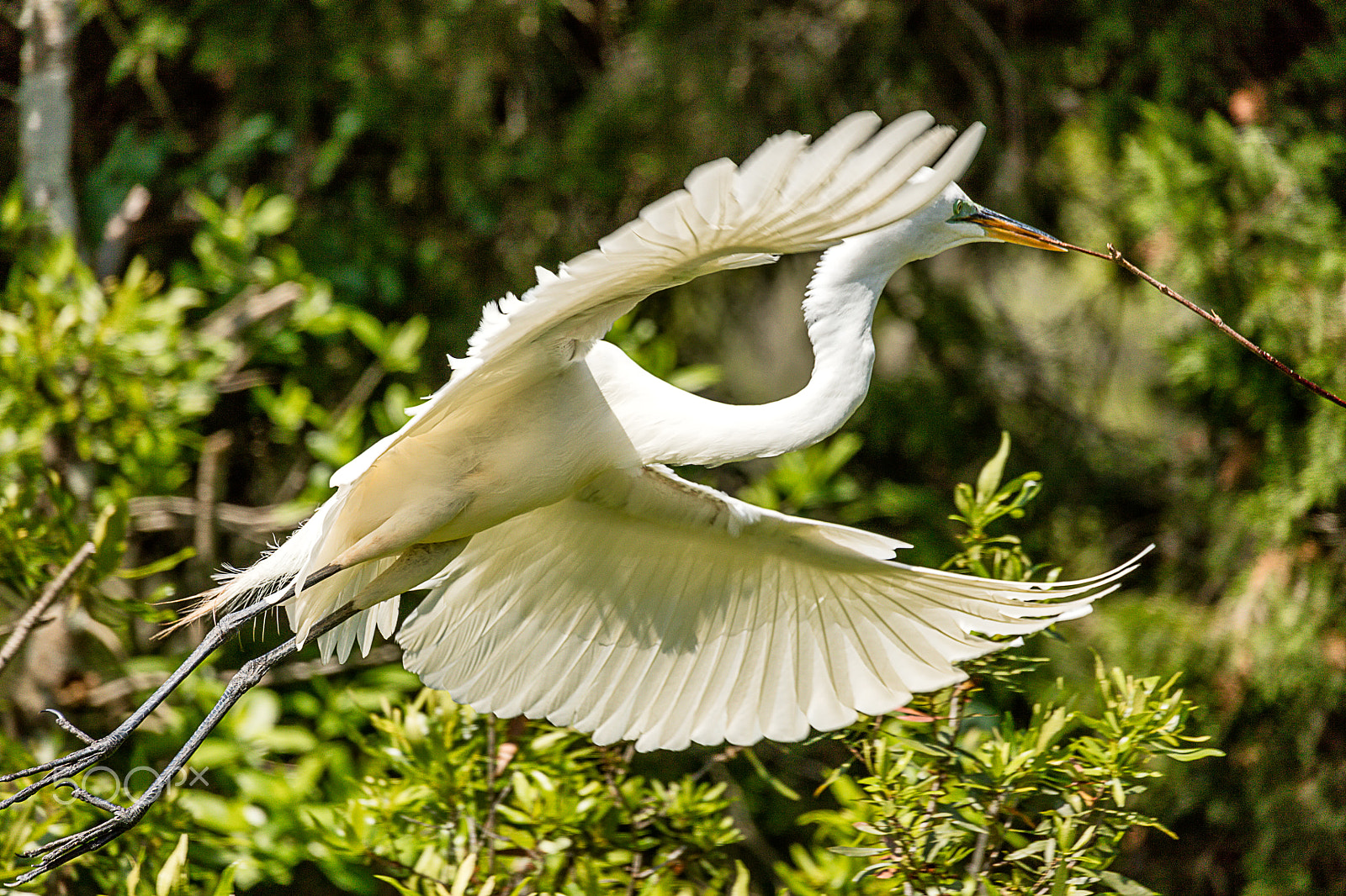 Sigma 150-600mm F5-6.3 DG OS HSM | C sample photo. Great white egret flying stick to nest photography
