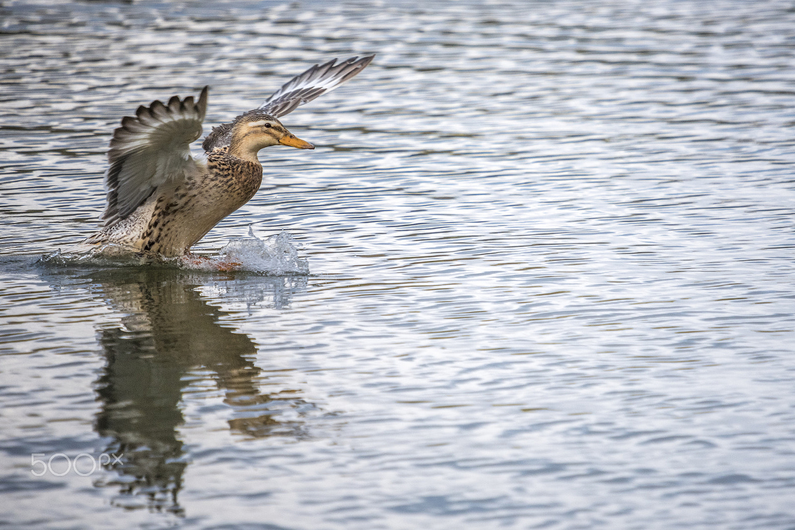 Sigma 50-500mm F4-6.3 EX APO RF HSM sample photo. Duck waterlanding photography